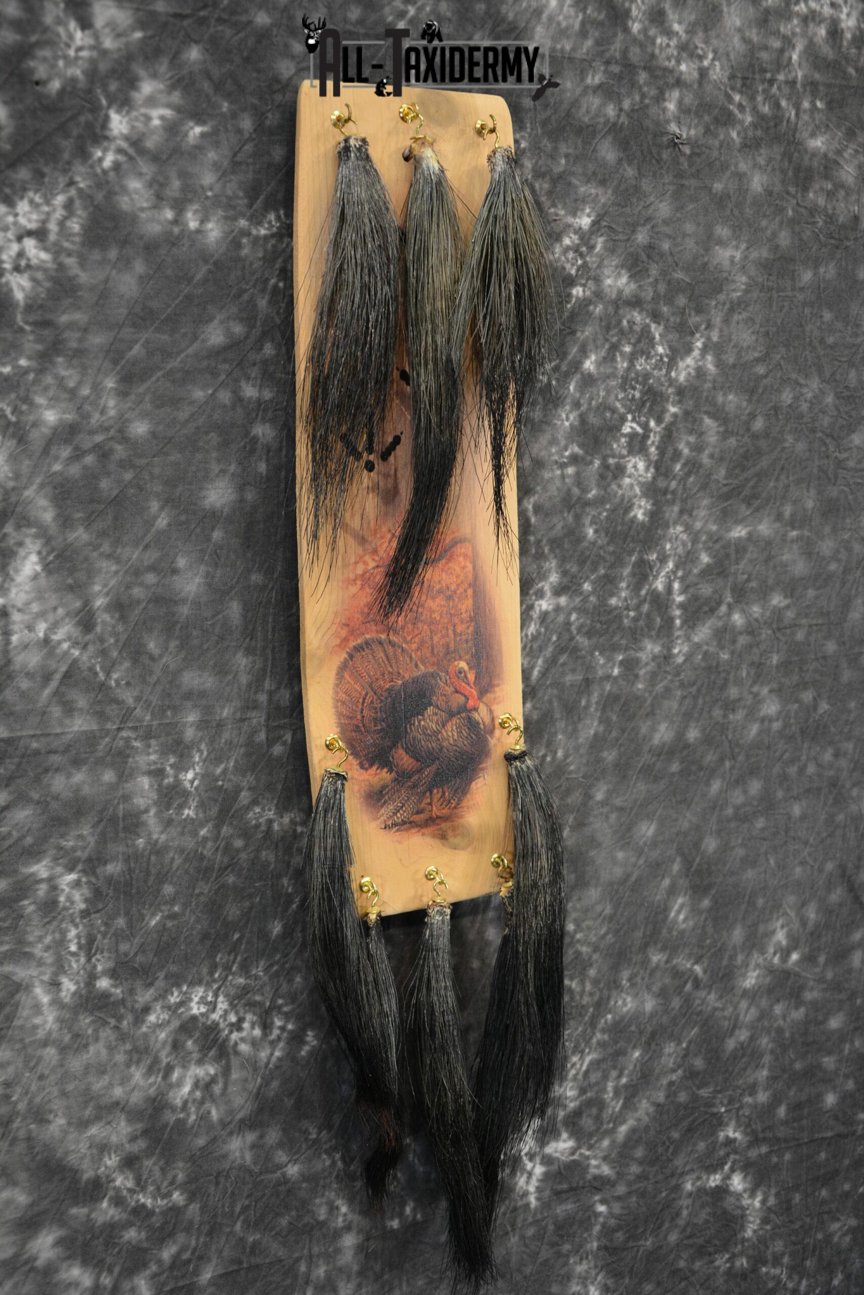 8 Turkey Beards and Display Taxidermy for Sale SKU 1145 - Image 4