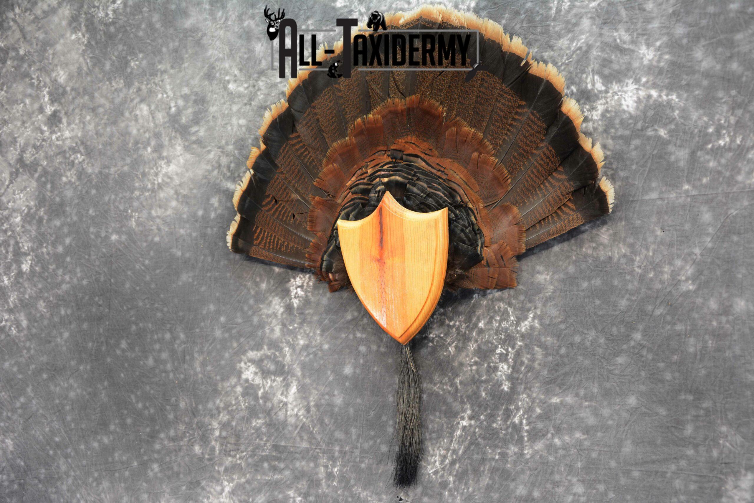 Eastern Turkey Taxidermy for sale SKU 1048 - Image 3