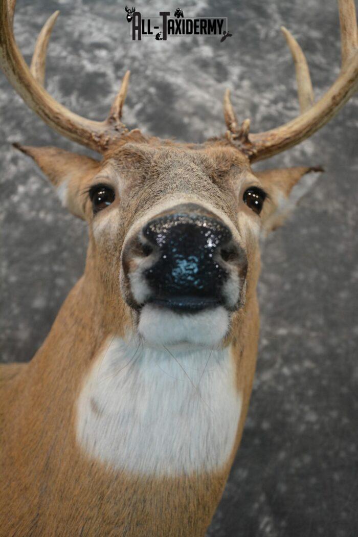 wall mounted stag head