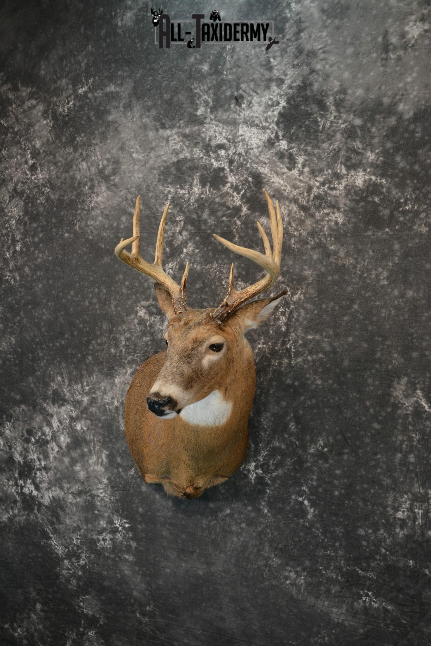 Whitetail Deer Taxidermy for Sale SKU 1183 - Image 2