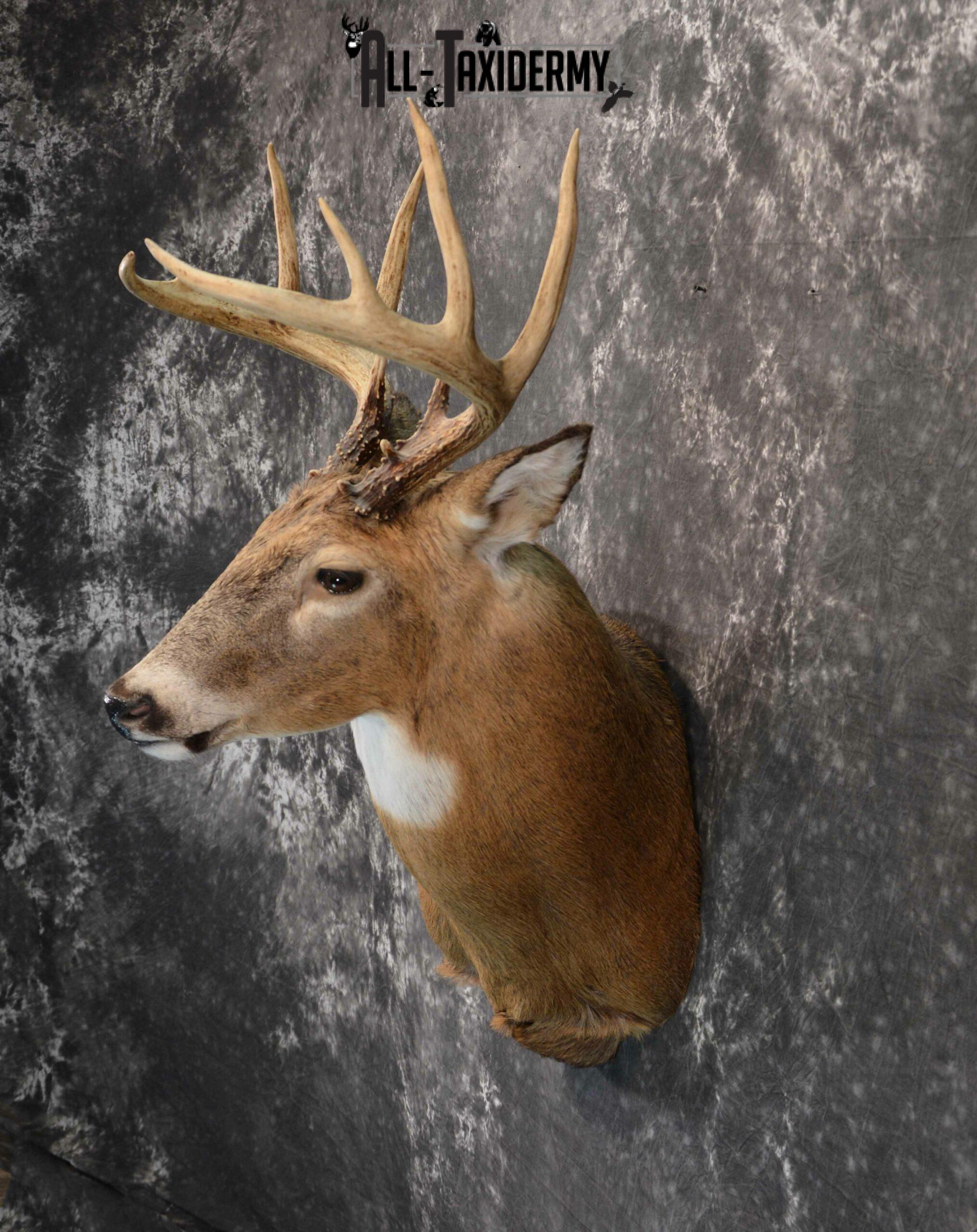 Whitetail Deer Taxidermy for Sale SKU 1183 - Image 3