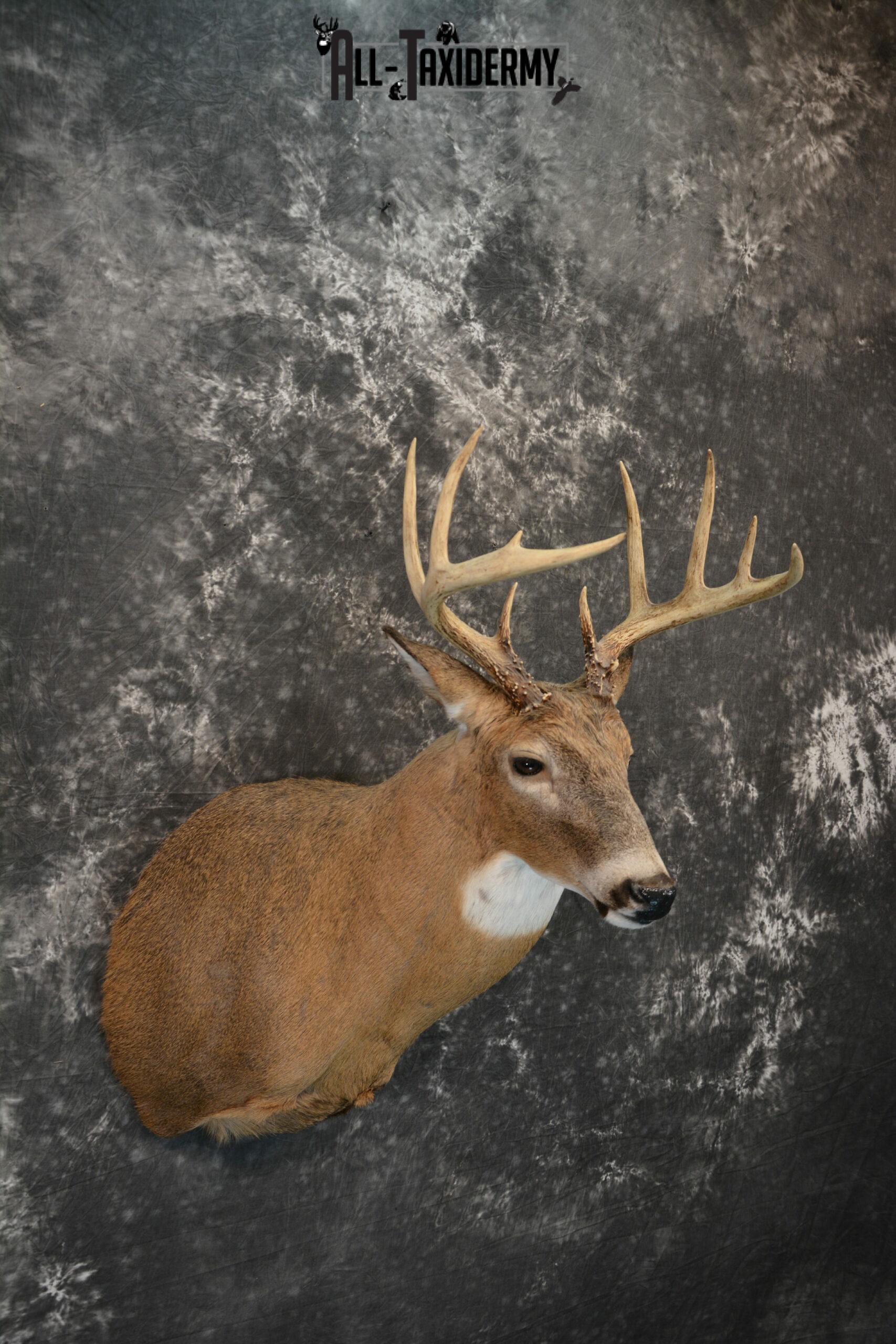 Whitetail Deer Taxidermy for Sale SKU 1183 - Image 4