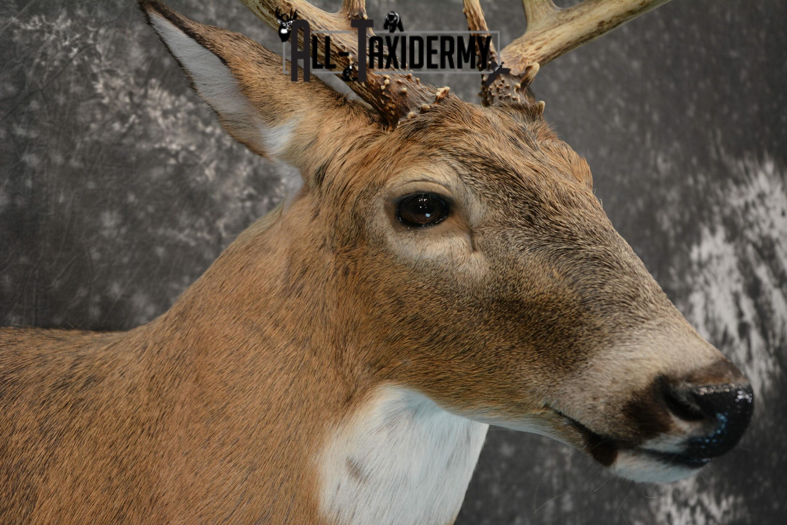 Whitetail Deer Taxidermy for Sale SKU 1183 - Image 7