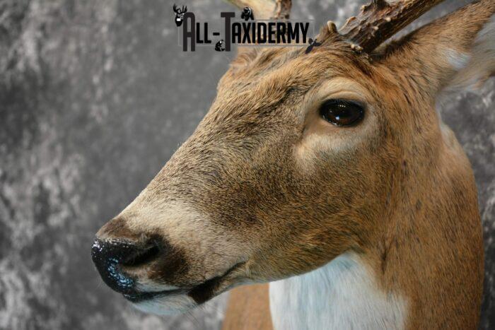 all-taxidermy