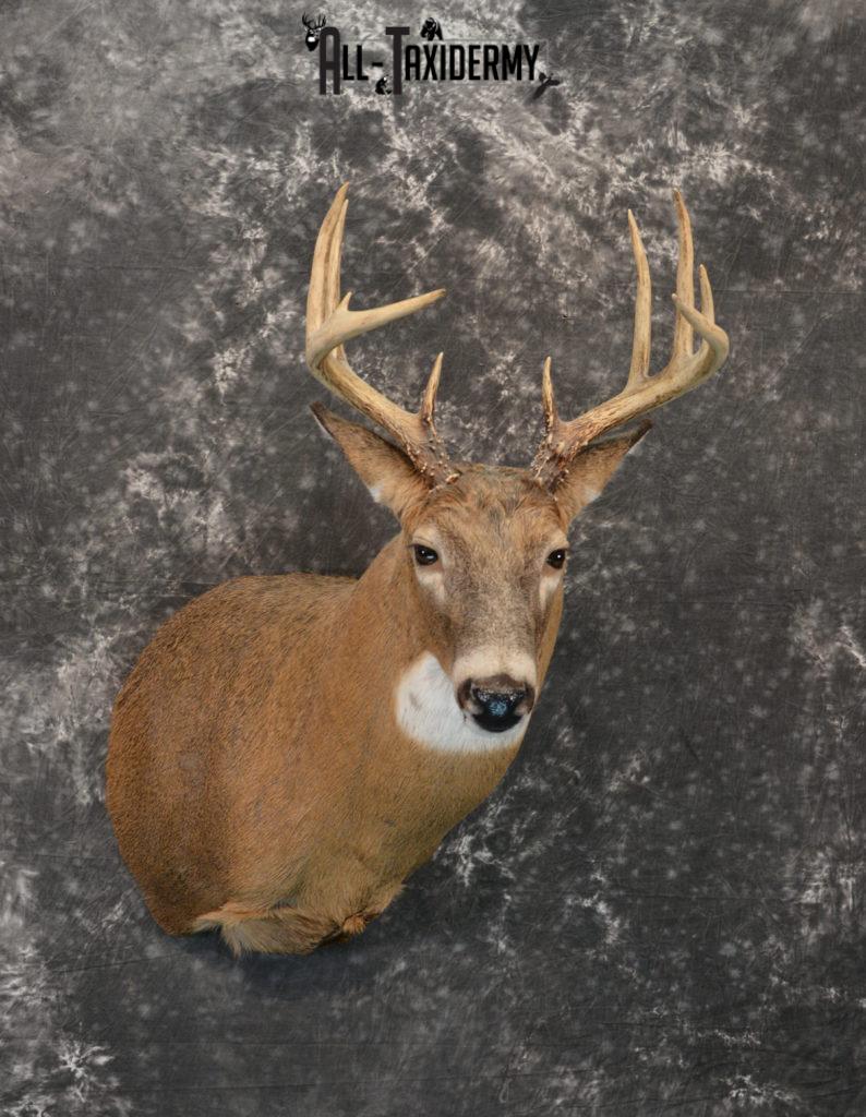 Whitetail Deer Taxidermy for Sale SKU 1183 - All Taxidermy