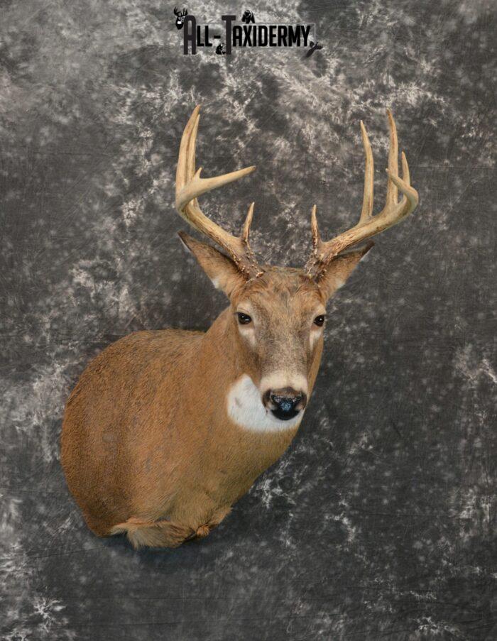 wall mounted stag head