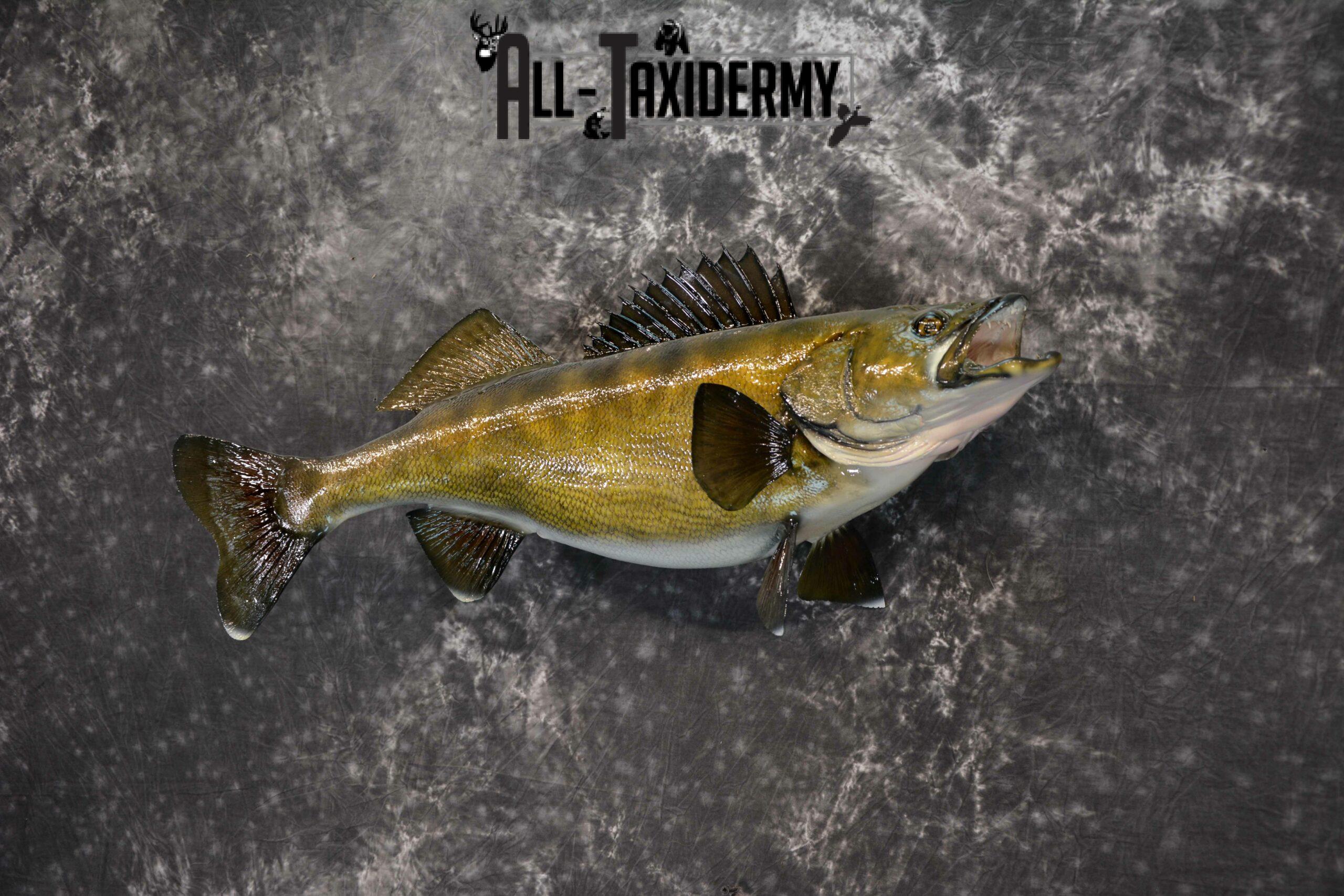 Walleye Taxidermy