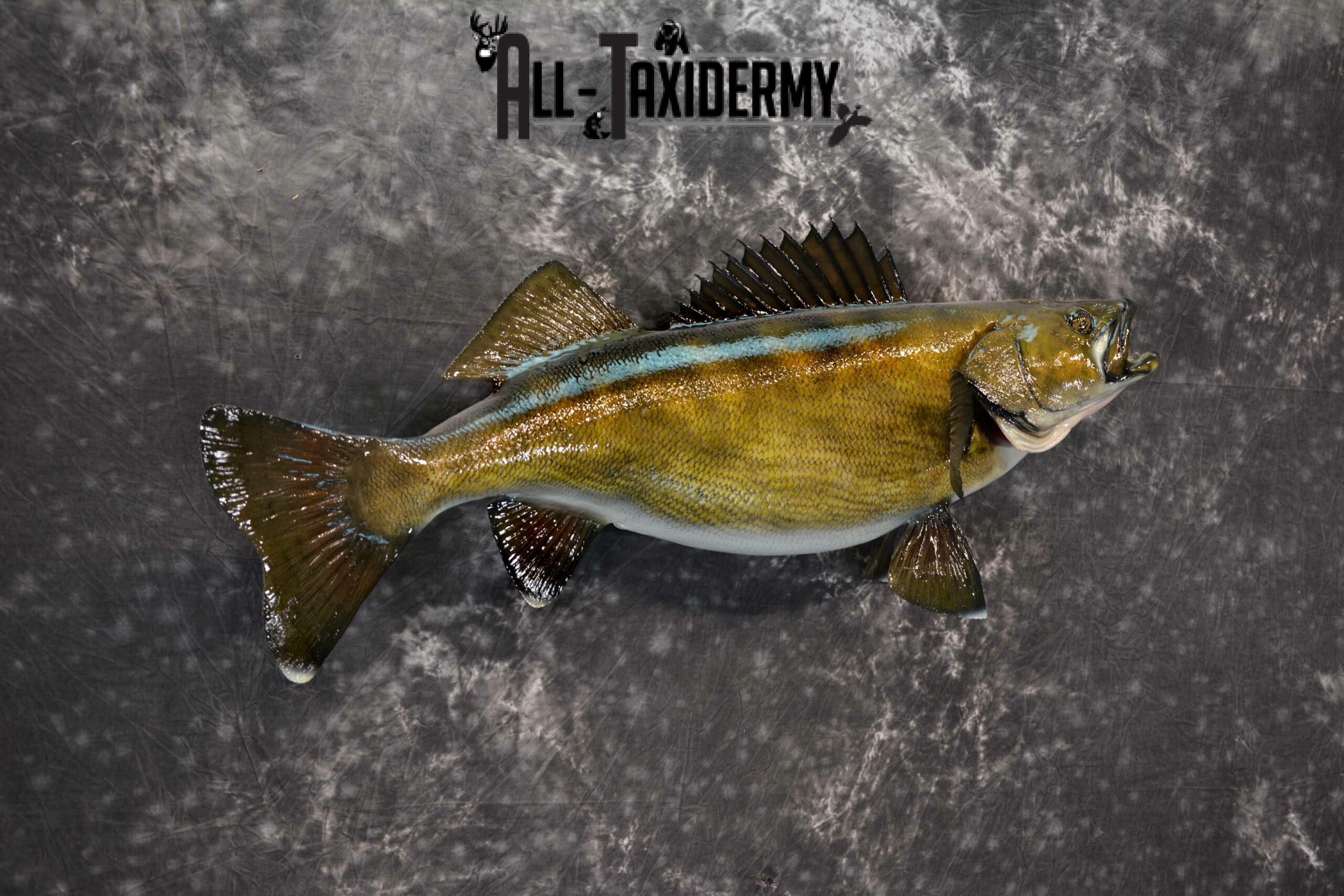 Walley Taxidermy for Sale SKU 1185 - Image 3