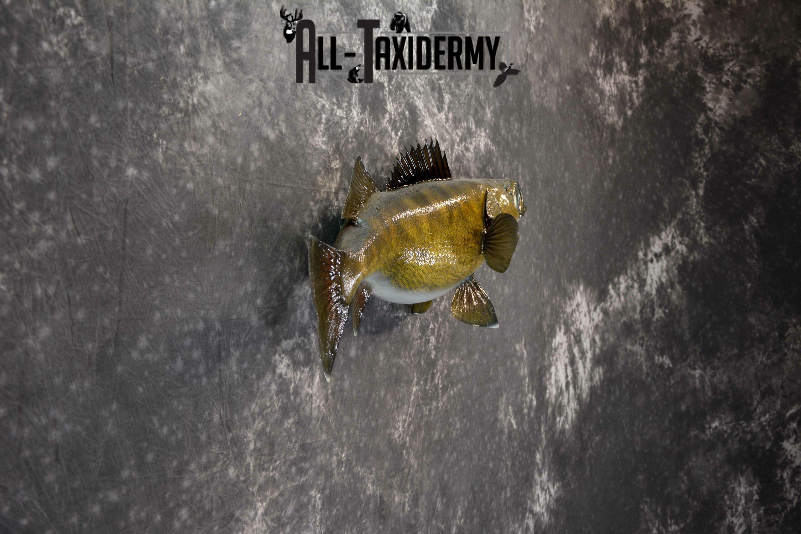 Walley Taxidermy for Sale SKU 1185 - Image 2