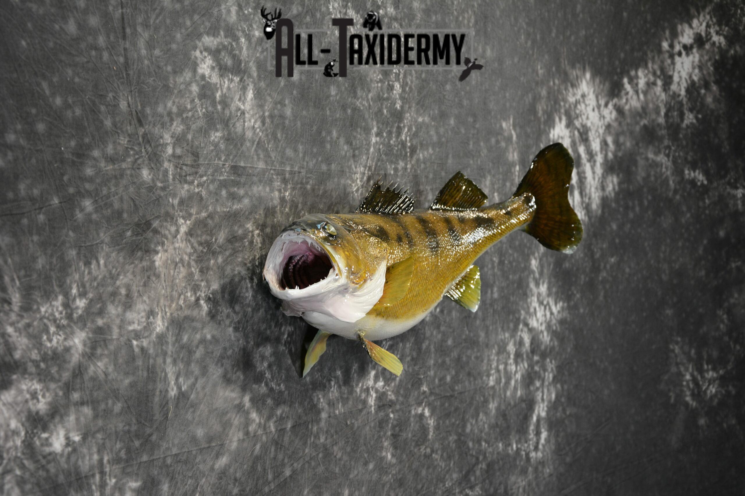 Walleye Skin Taxidermy Mount for Sale SKU 1023 - Image 2
