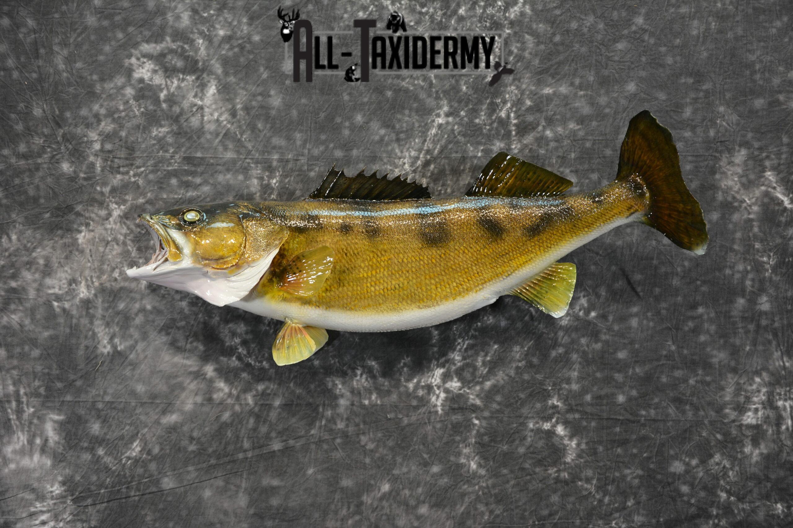 Walleye Skin Taxidermy Mount for Sale SKU 1023 - Image 3