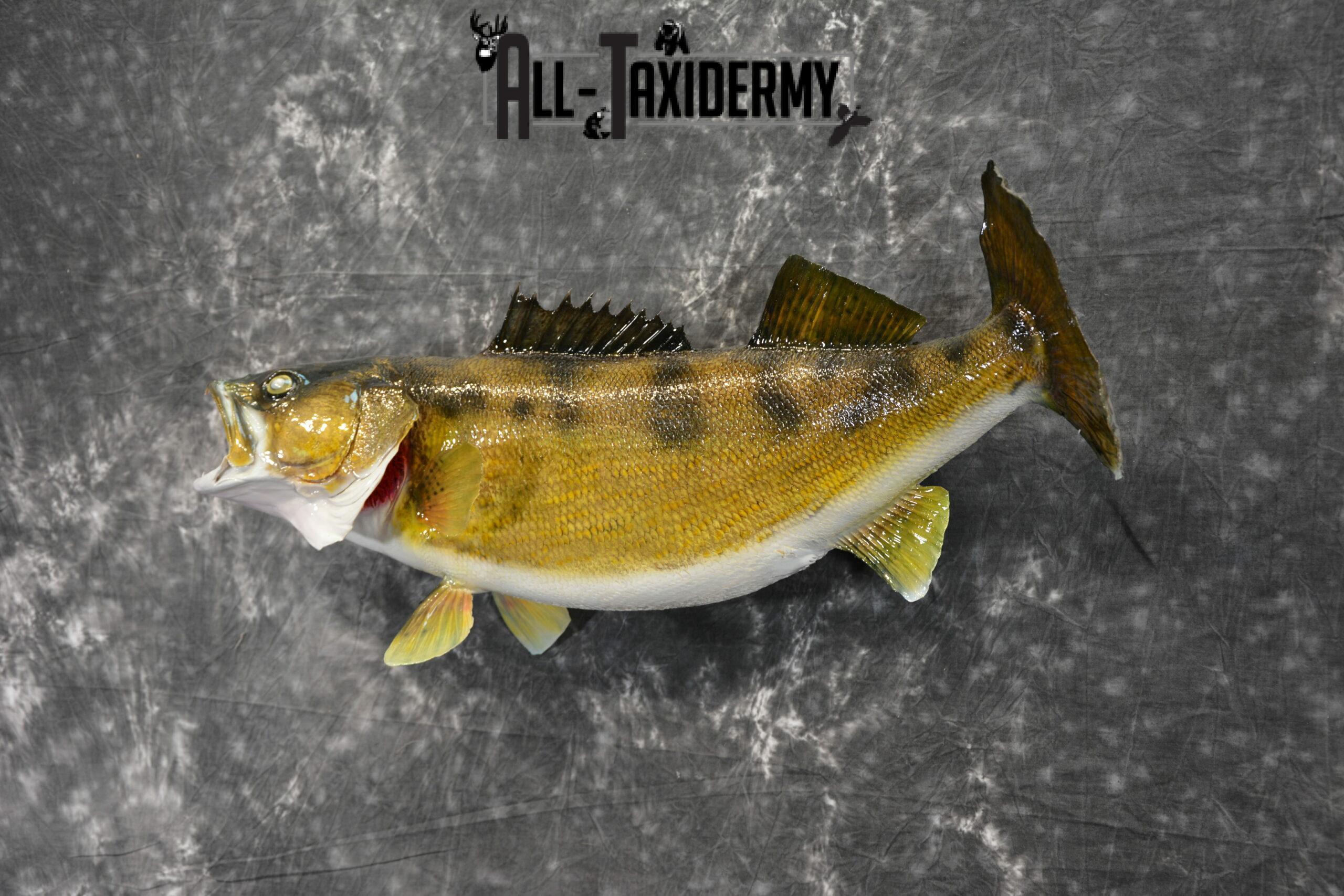 Walleye Skin Taxidermy Mount for Sale SKU 1023 - Image 4