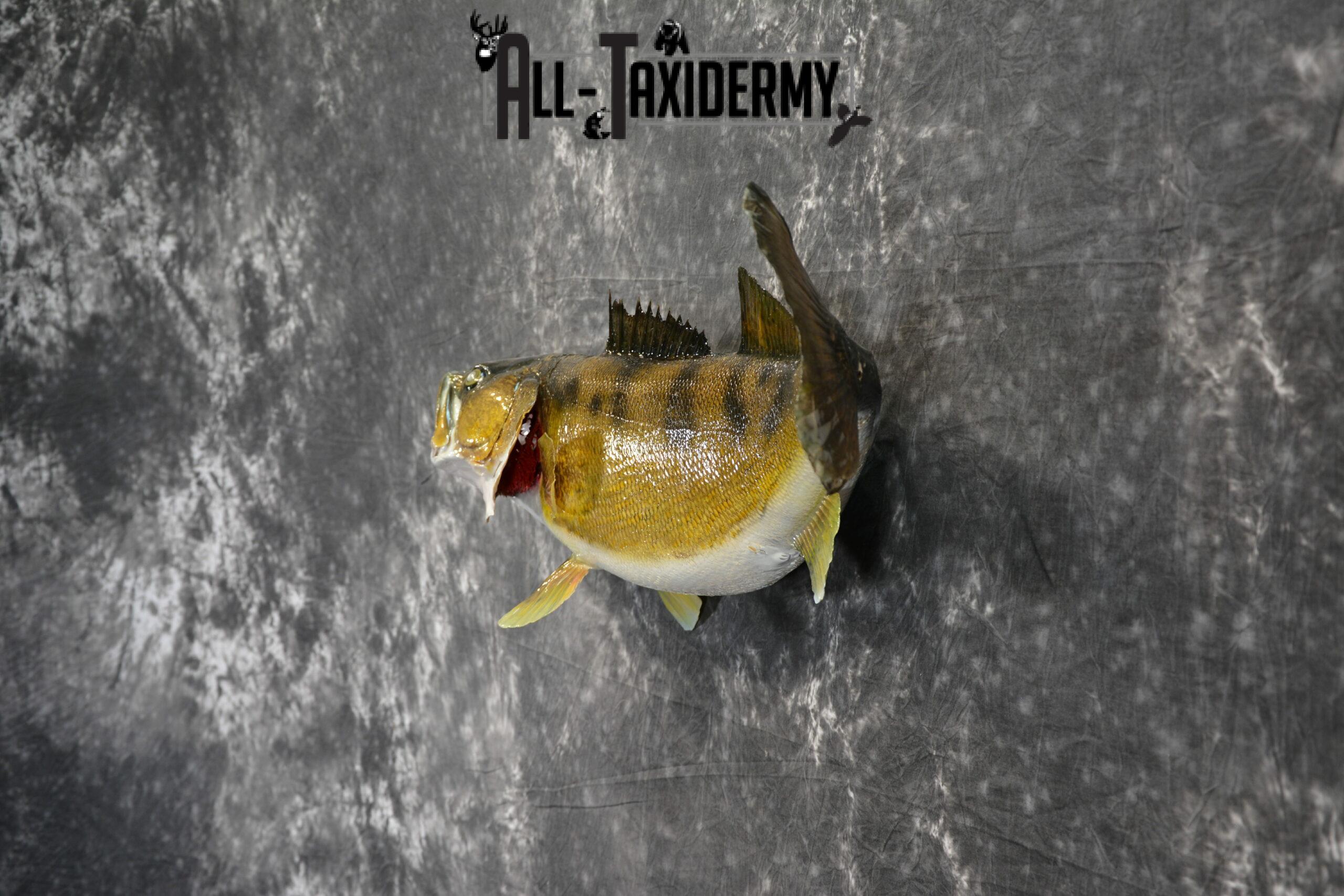 Walleye Skin Taxidermy Mount for Sale SKU 1023 - Image 5
