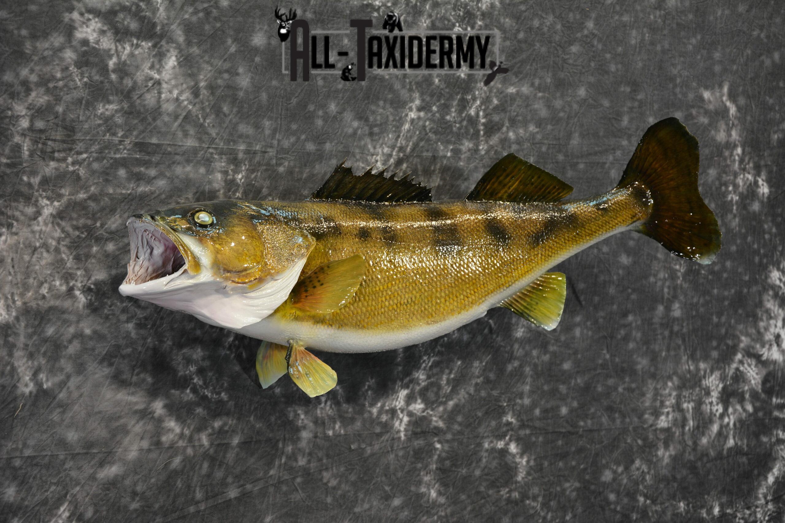 Walleye Skin Taxidermy Mount for Sale SKU 1023 - Image 6