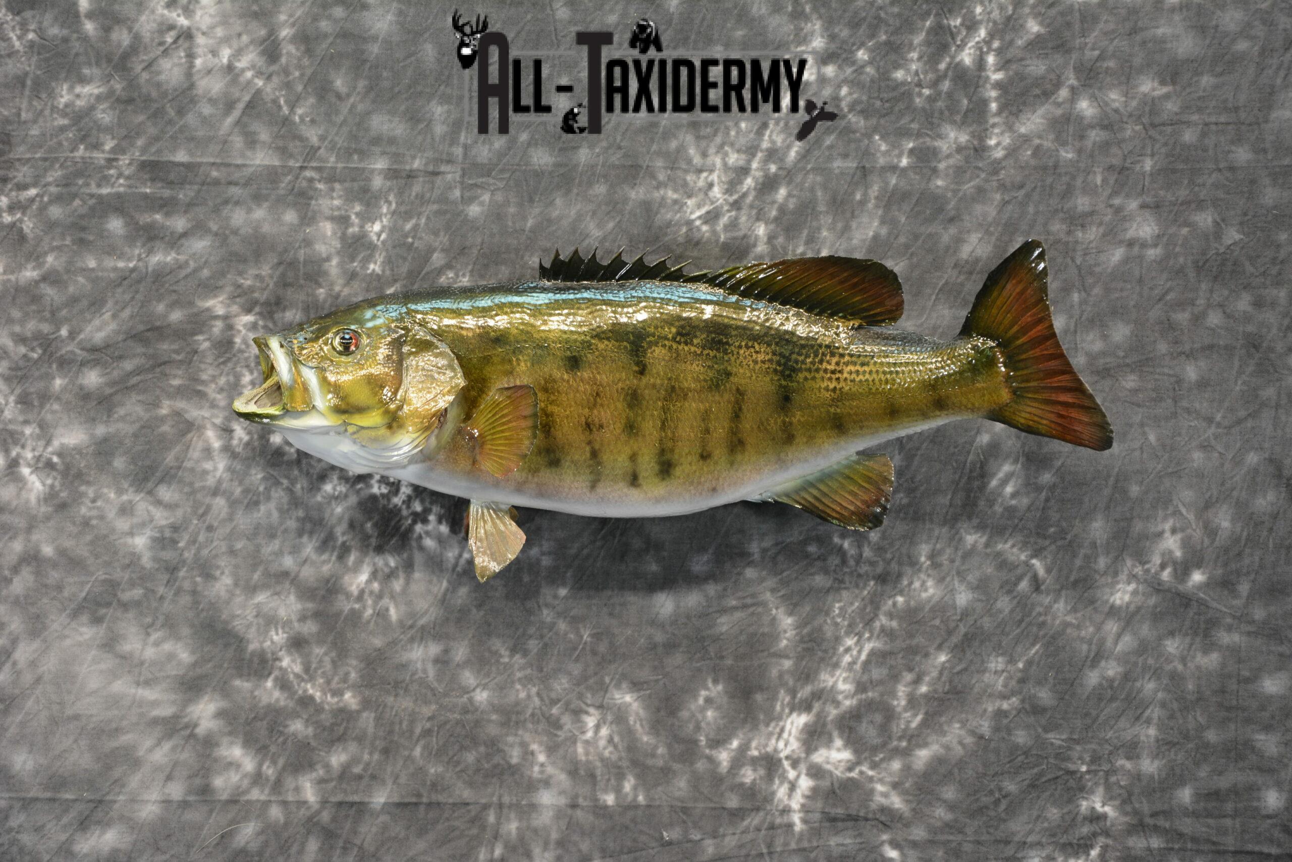 Smallmouth Bass Taxidermy for Sale SKU 1025 - Image 3