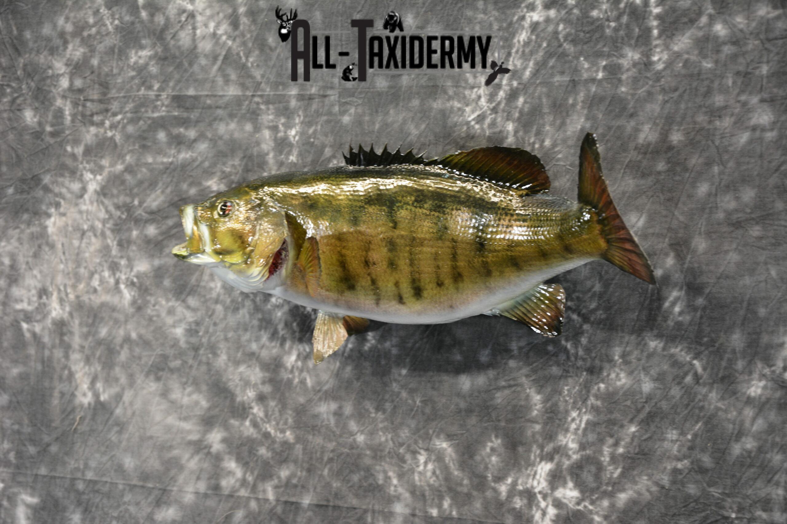Smallmouth Bass Taxidermy for Sale SKU 1025 - Image 4