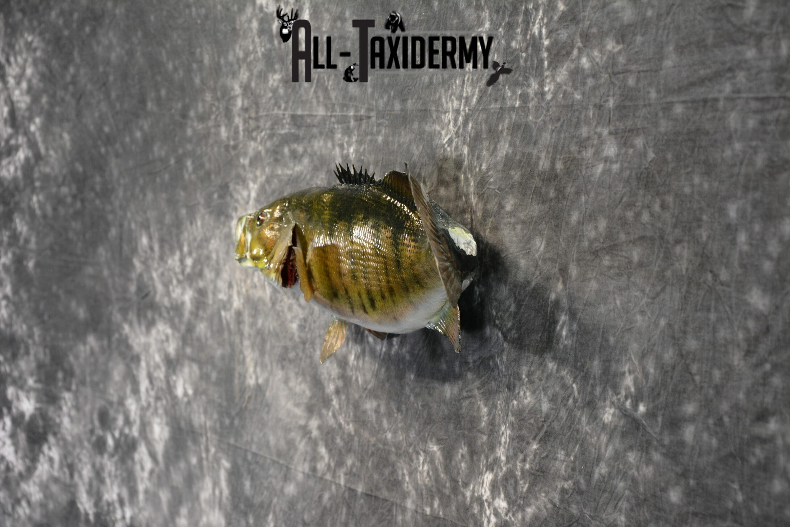 Smallmouth Bass Taxidermy for Sale SKU 1025 - Image 5