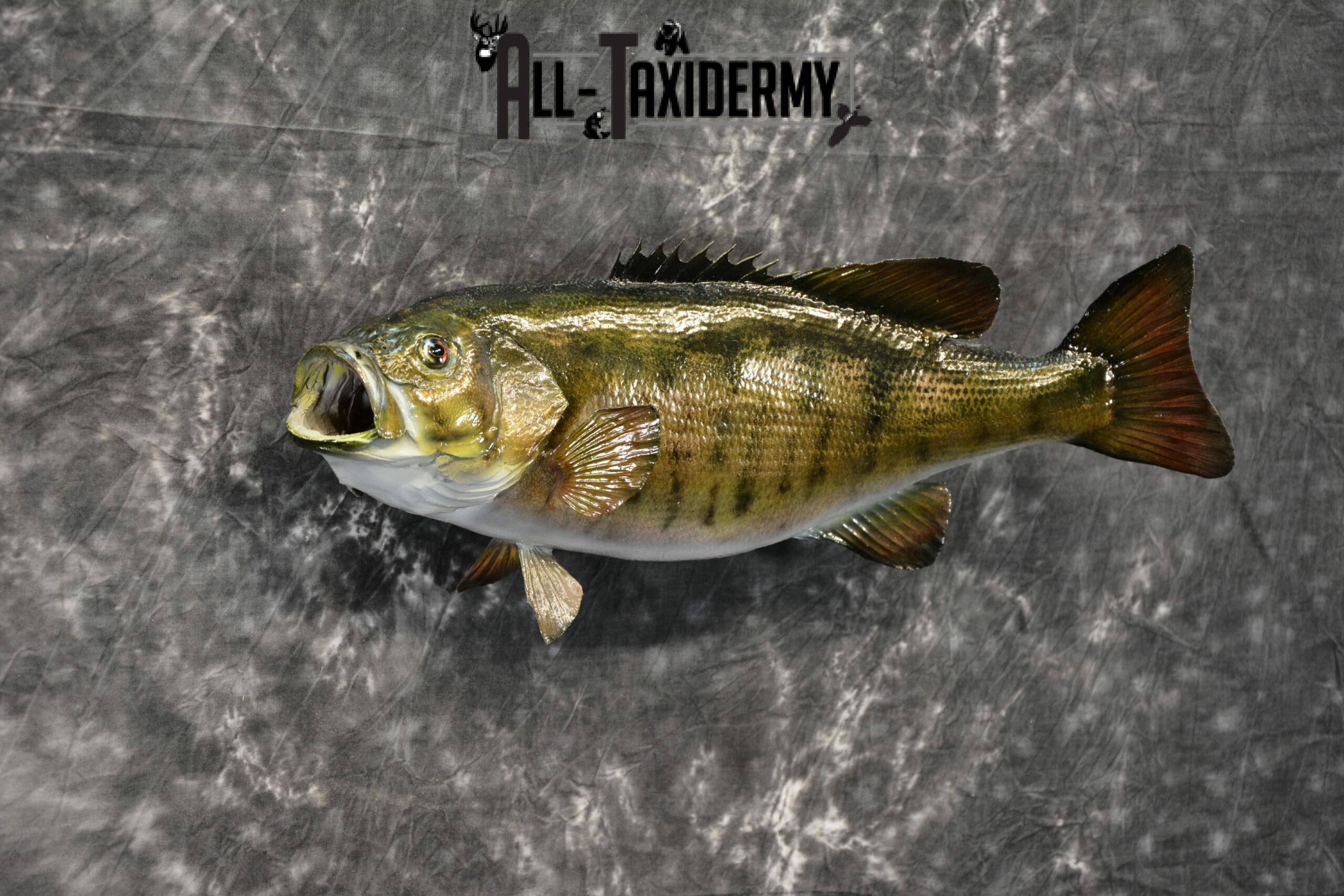Smallmouth Bass Taxidermy for Sale SKU 1025 - Image 6