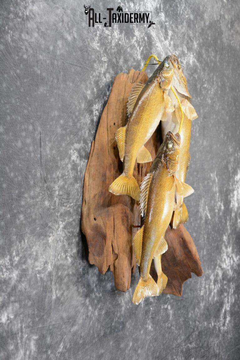 Walleye taxidermy stringer for sale SKU 1065 - All Taxidermy