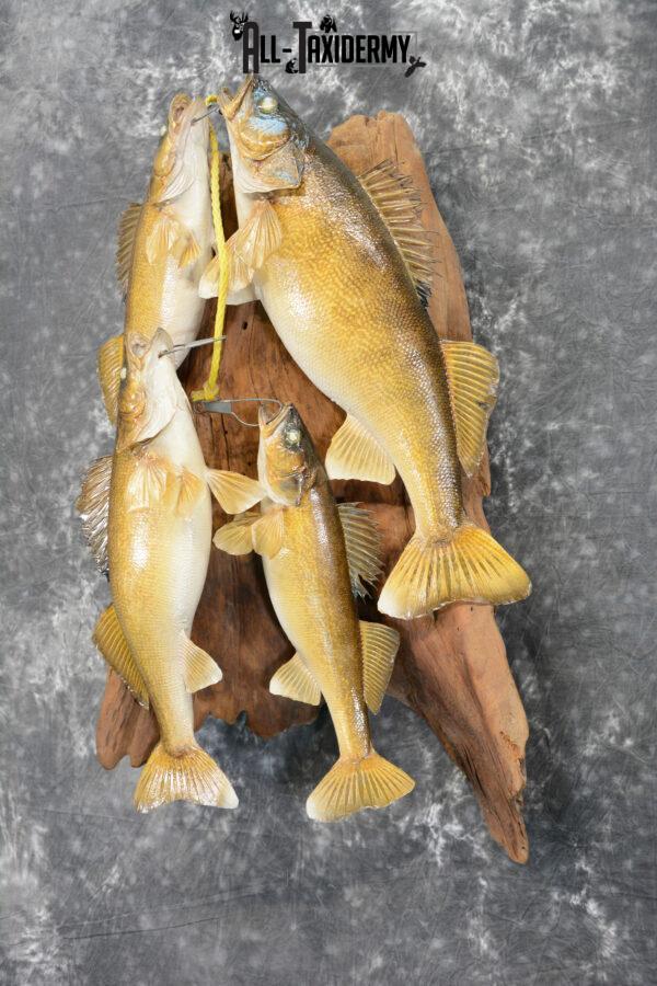 Walleye taxidermy stringer for sale SKU 1065 - All Taxidermy