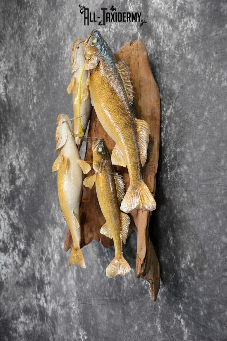 Walleye taxidermy stringer for sale SKU 1065 - All Taxidermy