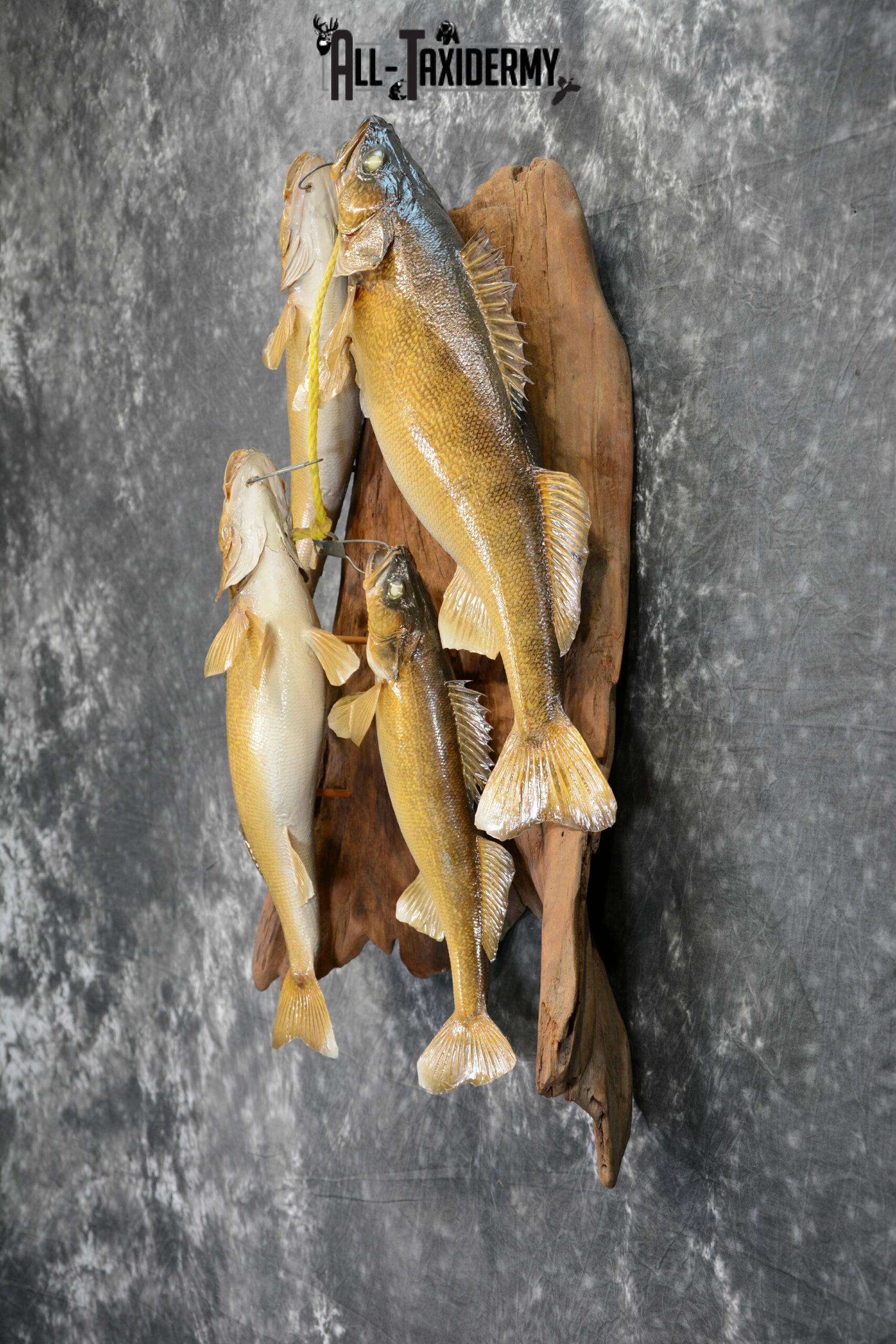Walleye taxidermy stringer for sale SKU 1065 - All Taxidermy