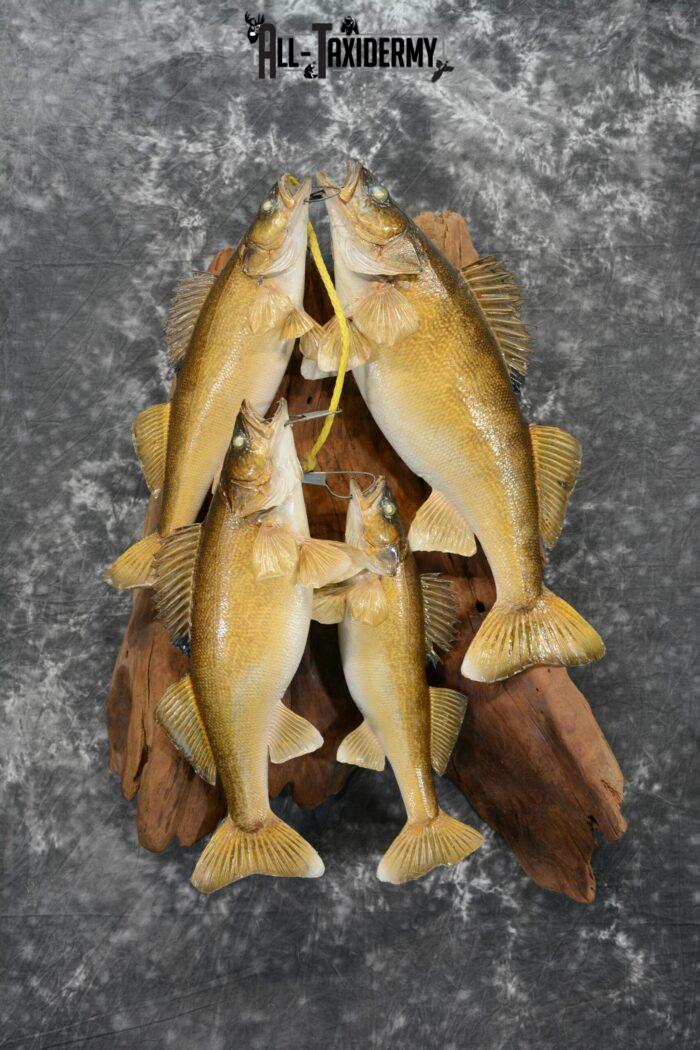 Walleye taxidermy stringer for sale SKU 1065 - All Taxidermy