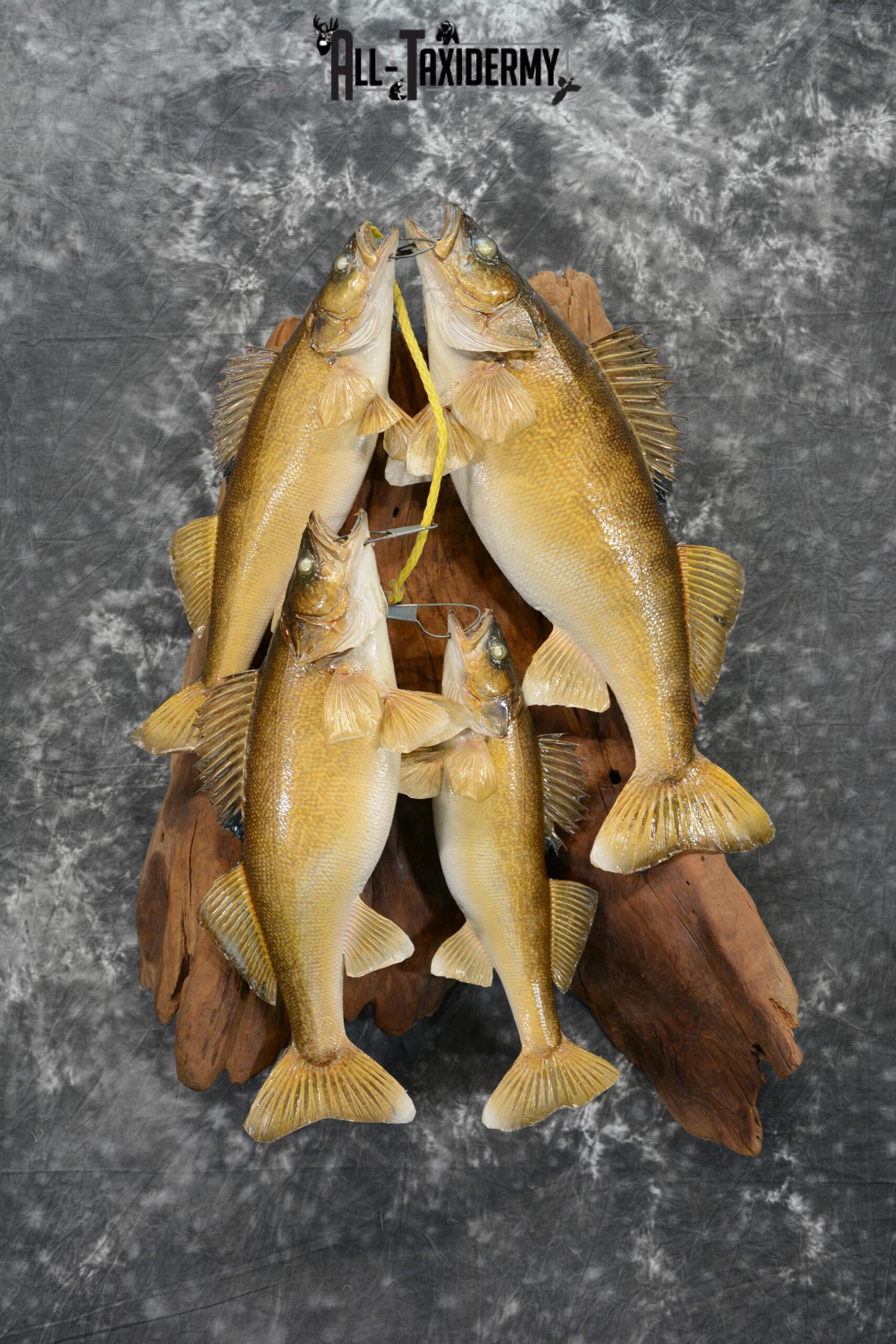 walleye stringer mount