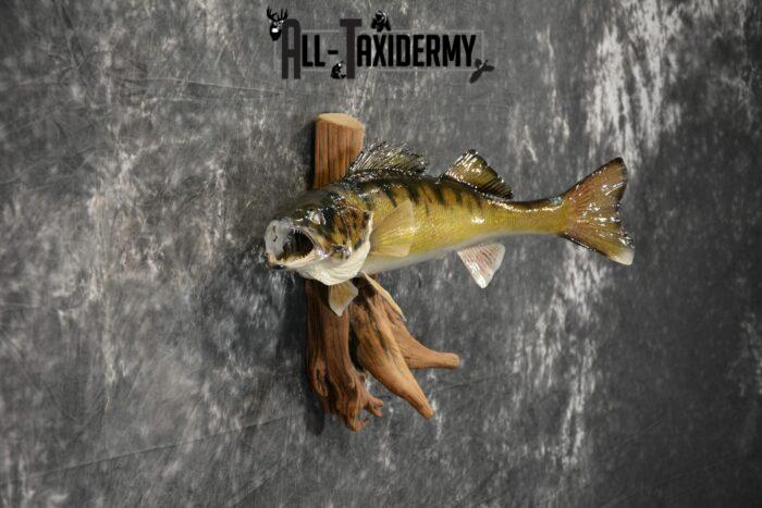 walleye taxidermy mounts