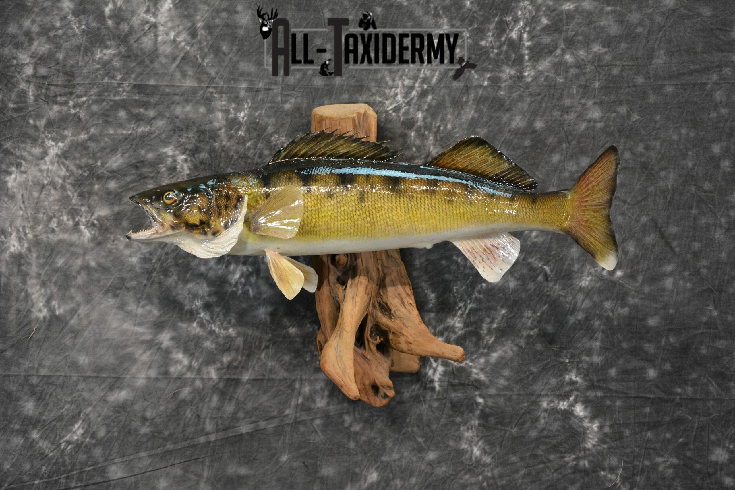 Walleye Skin Taxidermy Mount for Sale SKU 1024 - Image 3