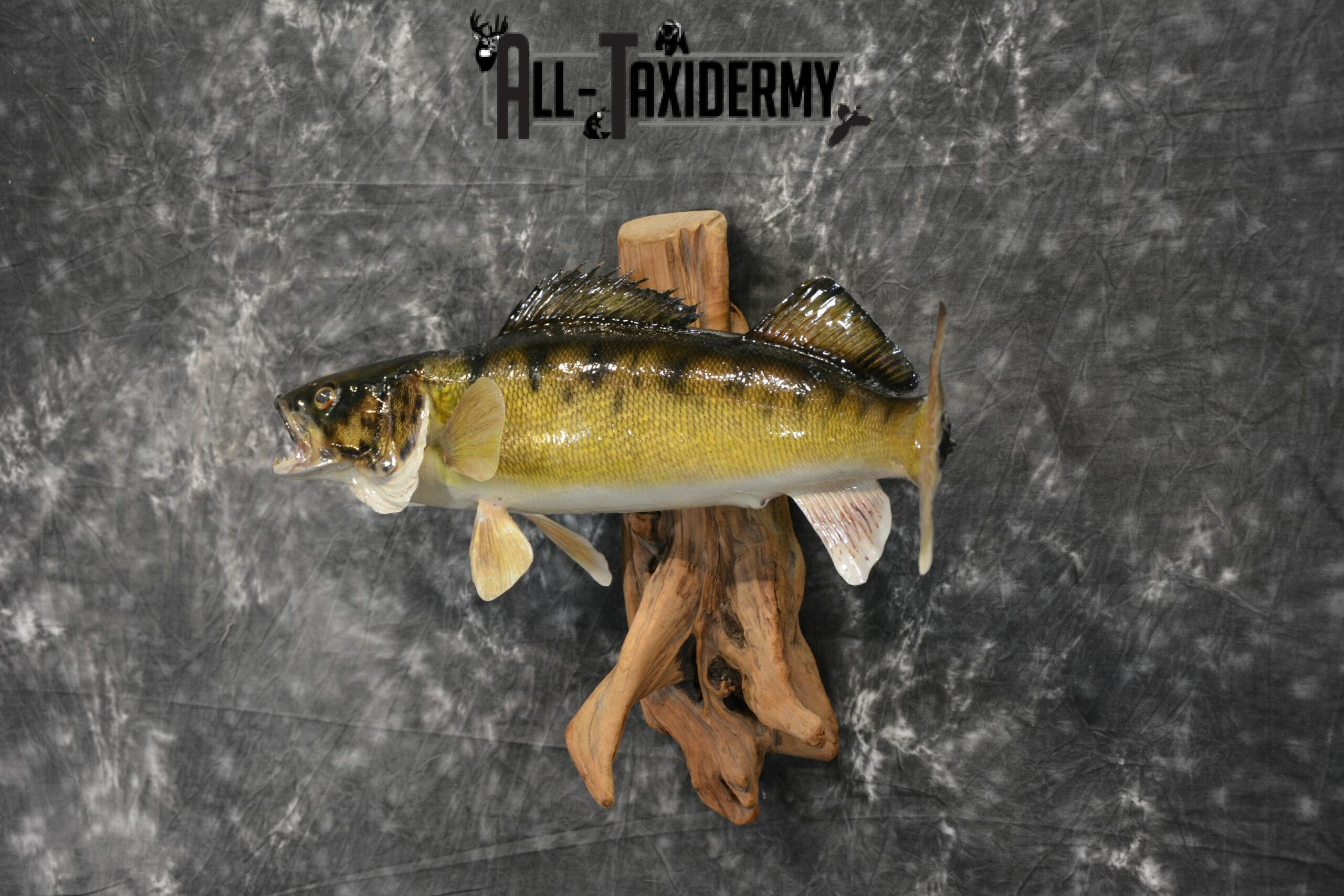 Walleye Skin Taxidermy Mount for Sale SKU 1024 - Image 4