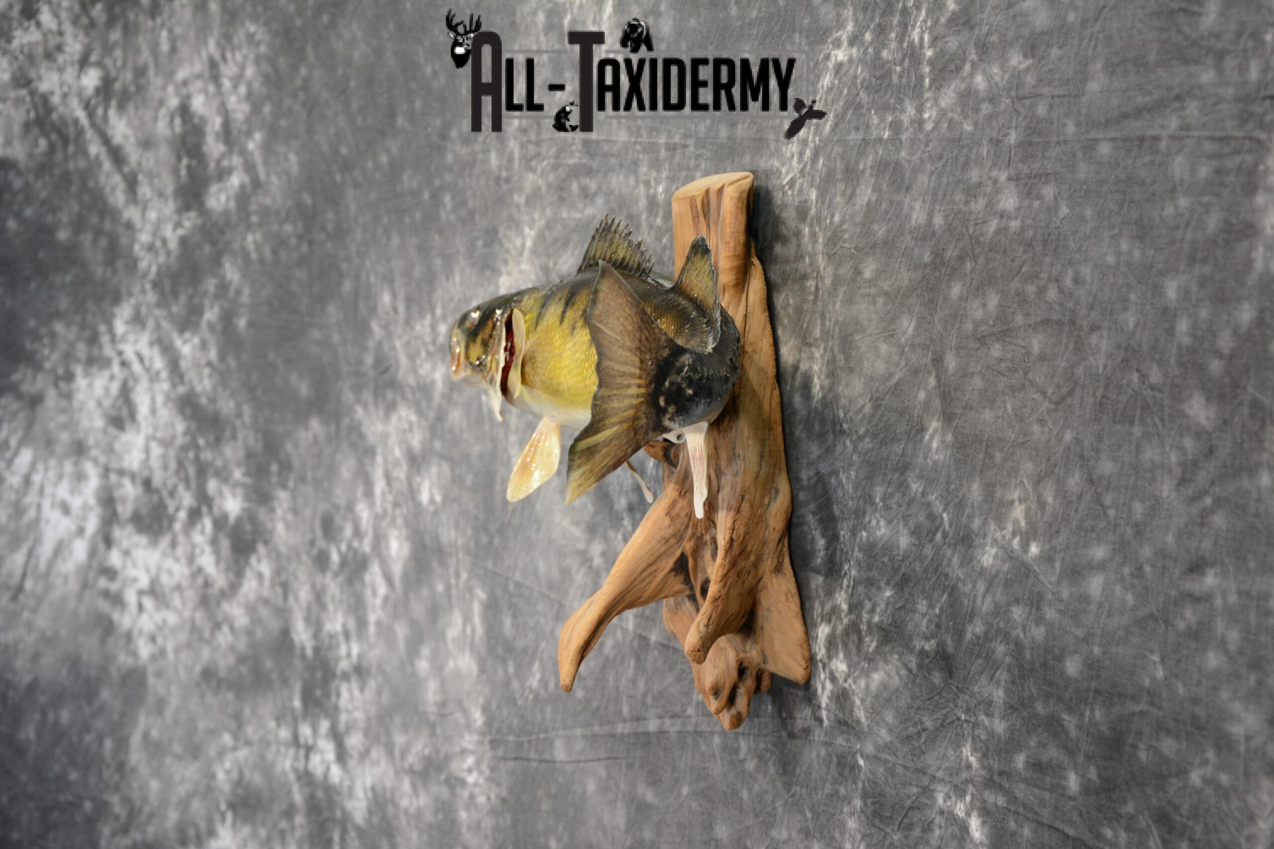 Walleye Skin Taxidermy Mount for Sale SKU 1024 - Image 5