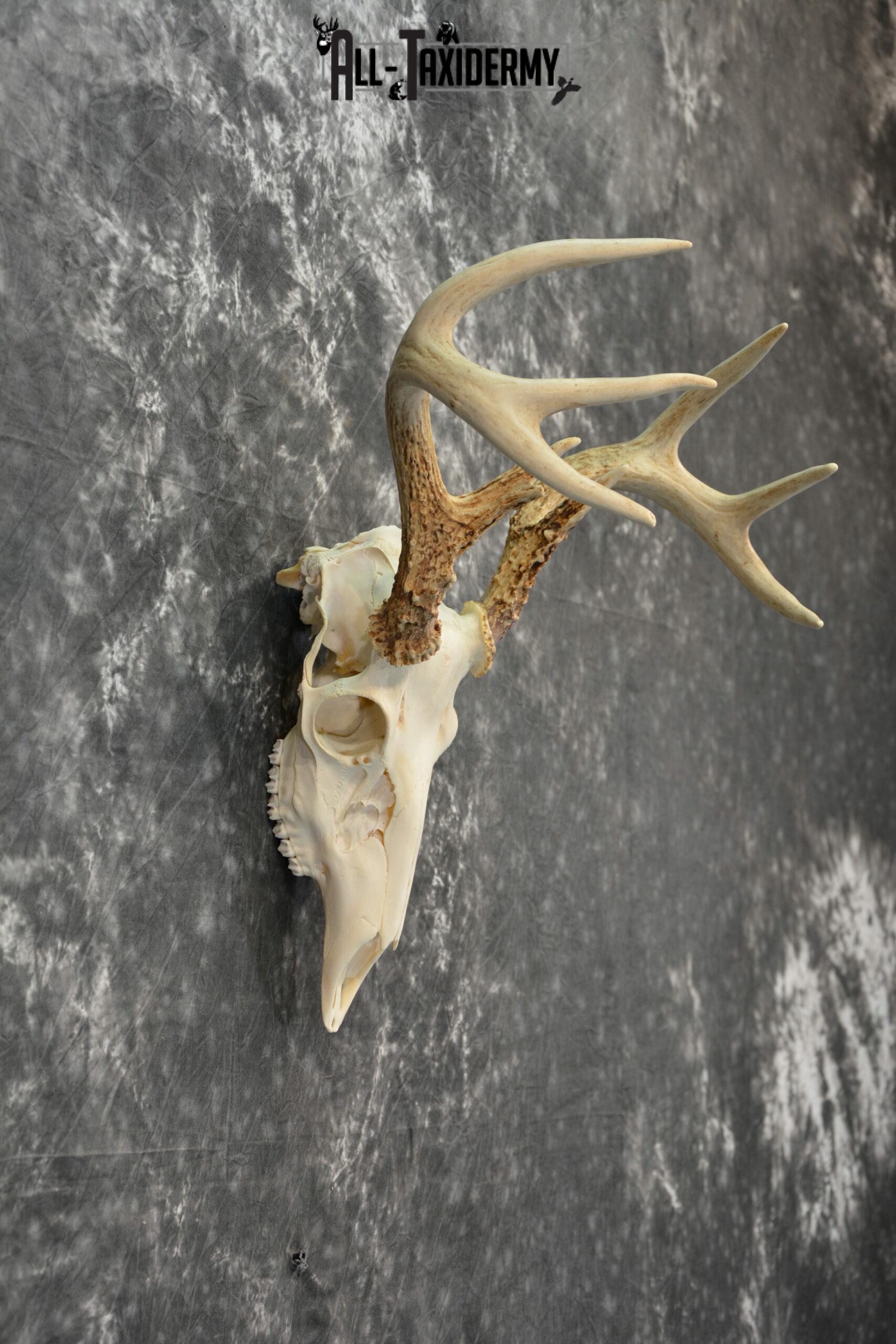 Whitetail Deer European Taxidermy mount for sale SKU 1031 - Image 2