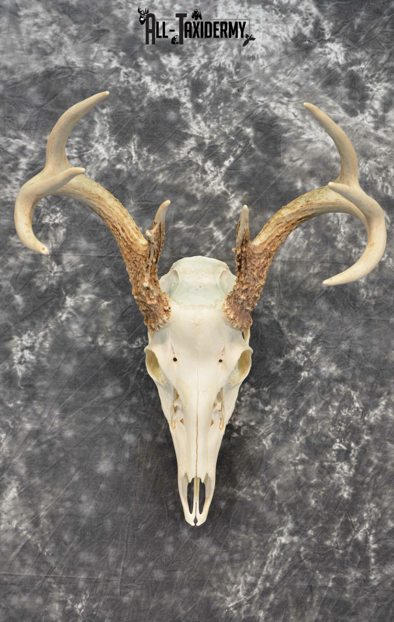 Whitetail Deer European Taxidermy mount for sale SKU 1031 - Image 3