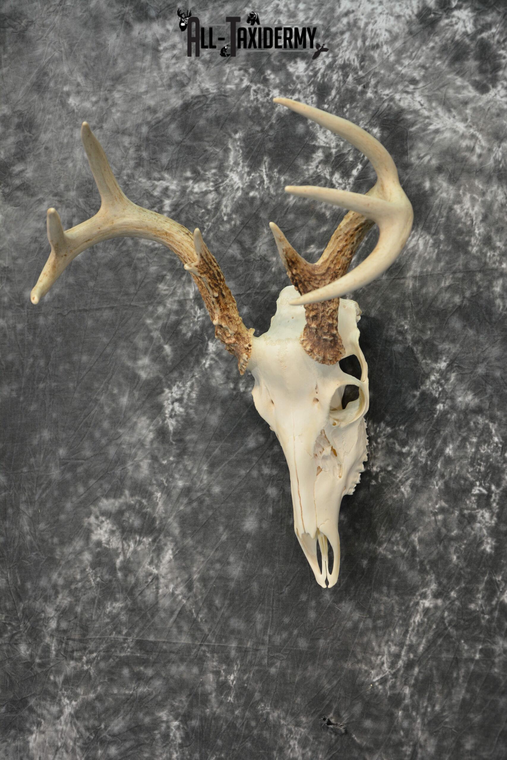 Whitetail Deer European Taxidermy mount for sale SKU 1031 - Image 4
