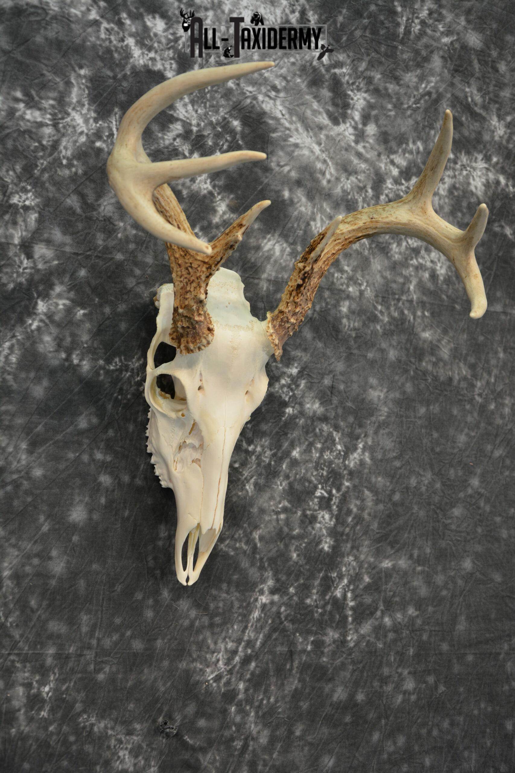 Whitetail Deer European Taxidermy mount for sale SKU 1031 - Image 6