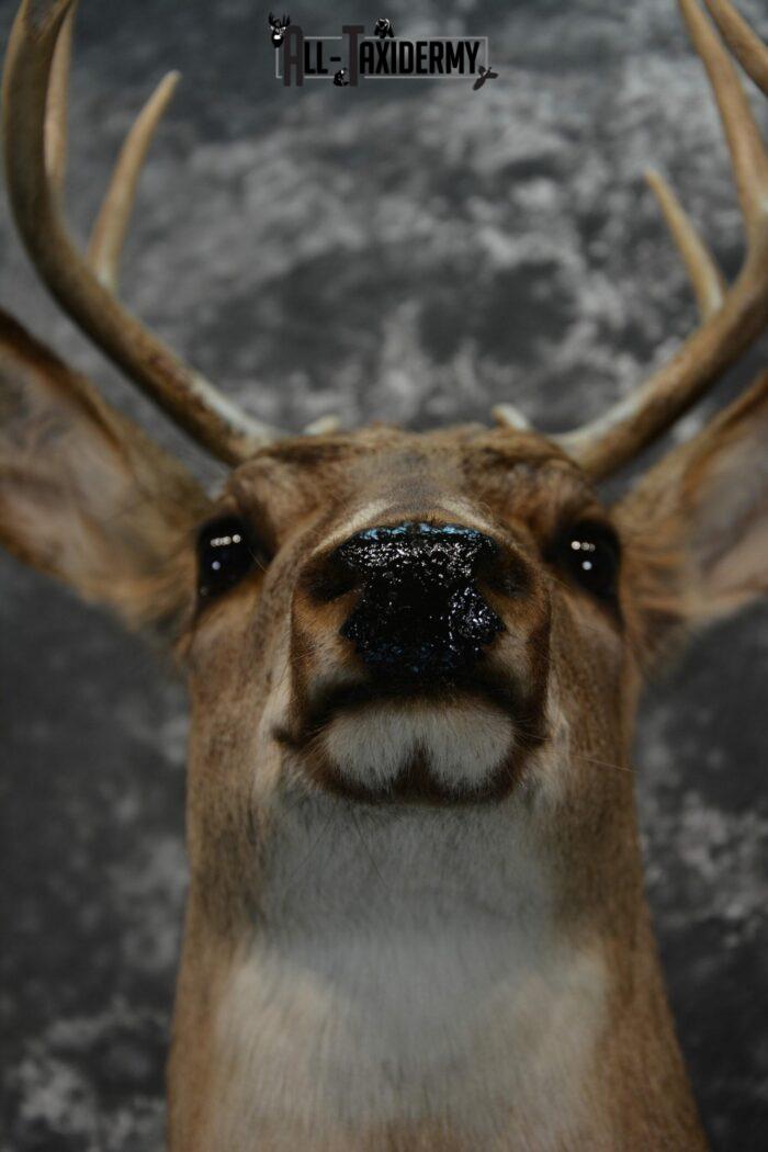 whitetail deer head mounts