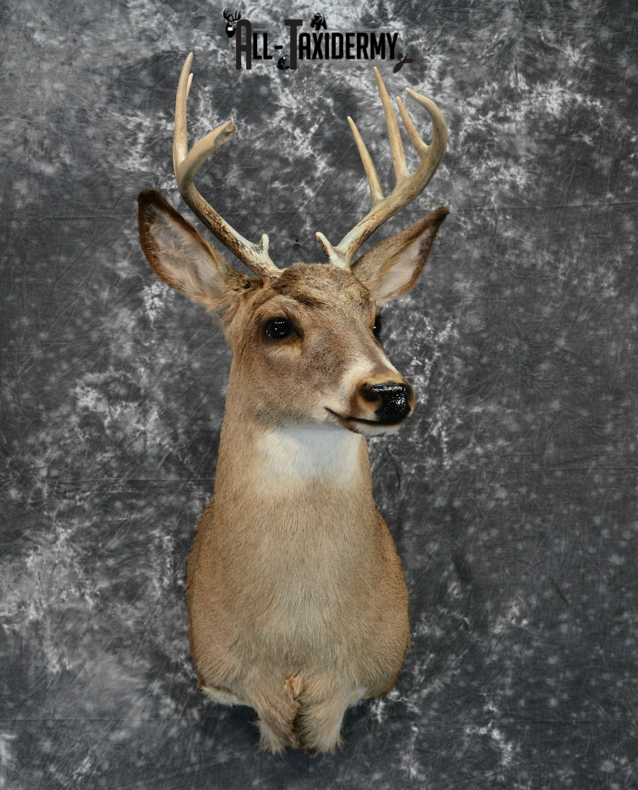 Whitetail Deer Taxidermy for Sale SKU 1029 - Image 3