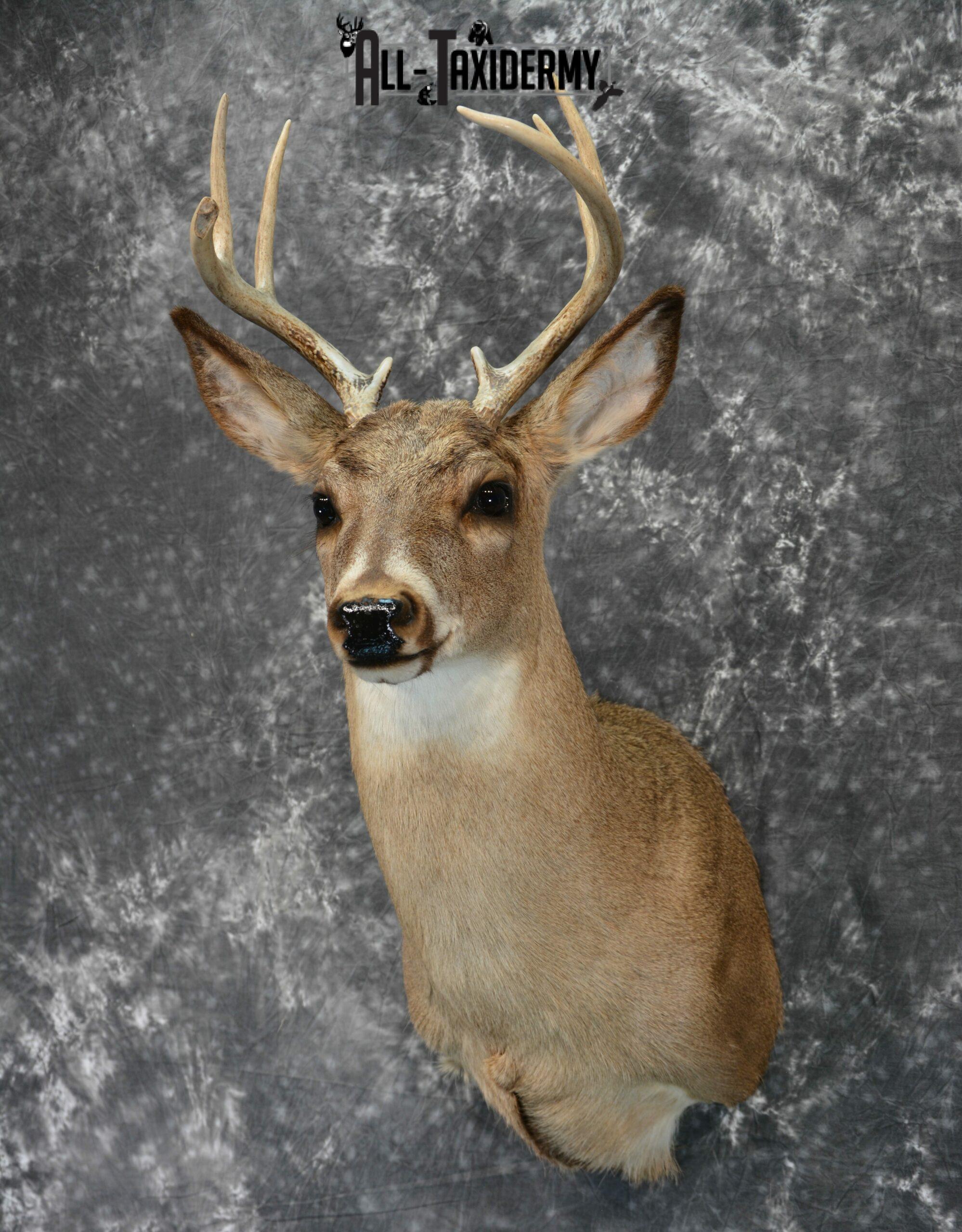 Whitetail Deer Taxidermy for Sale SKU 1029 - Image 4
