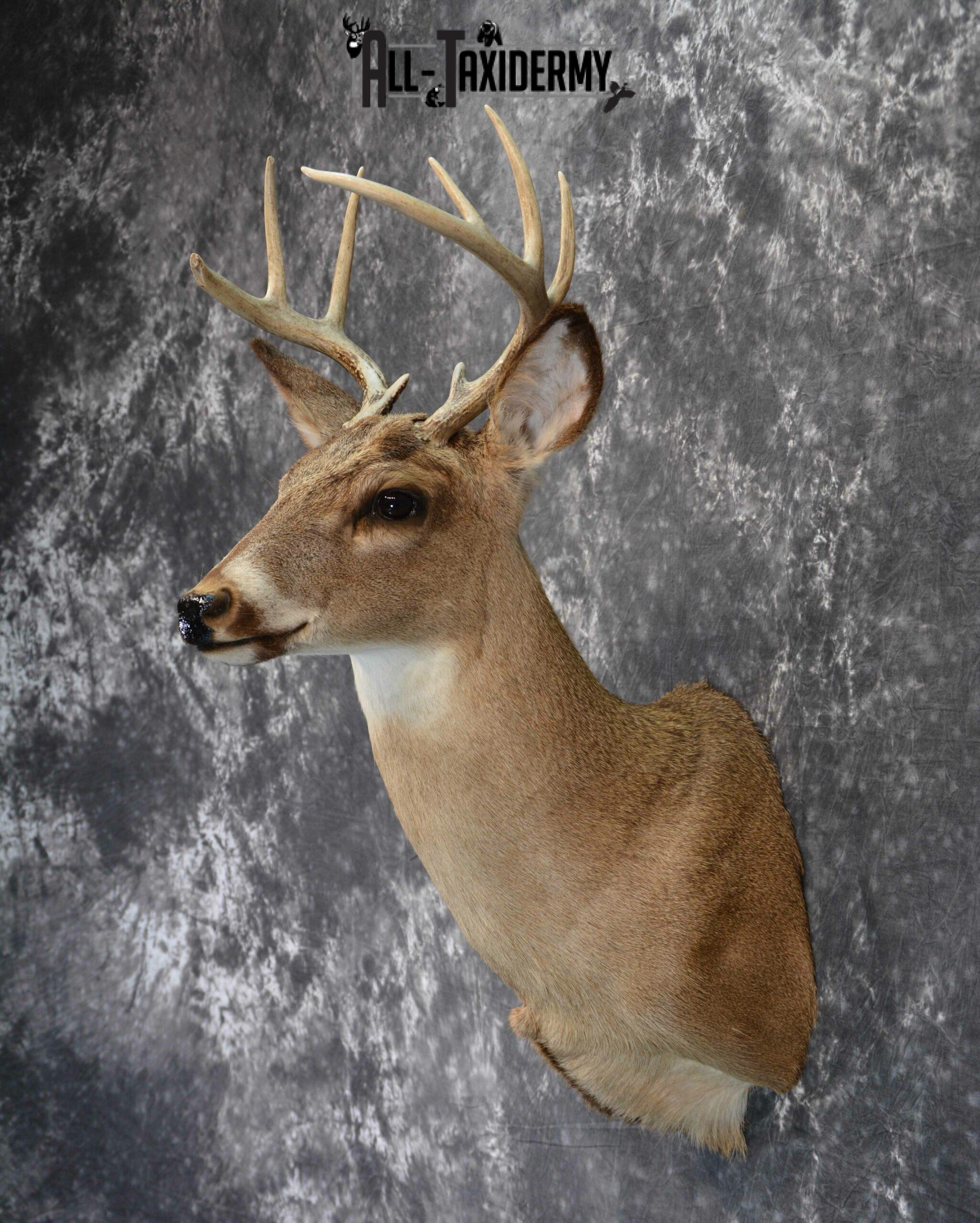 Whitetail Deer Taxidermy for Sale SKU 1029 - Image 5