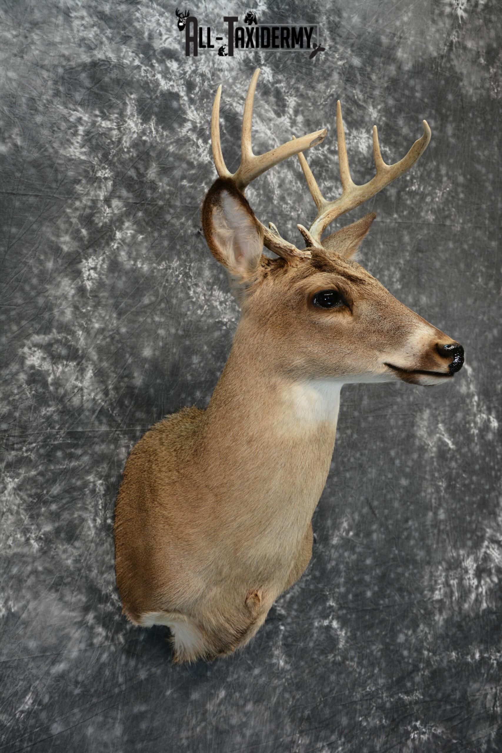 Whitetail Deer Taxidermy for Sale SKU 1030 - Image 6