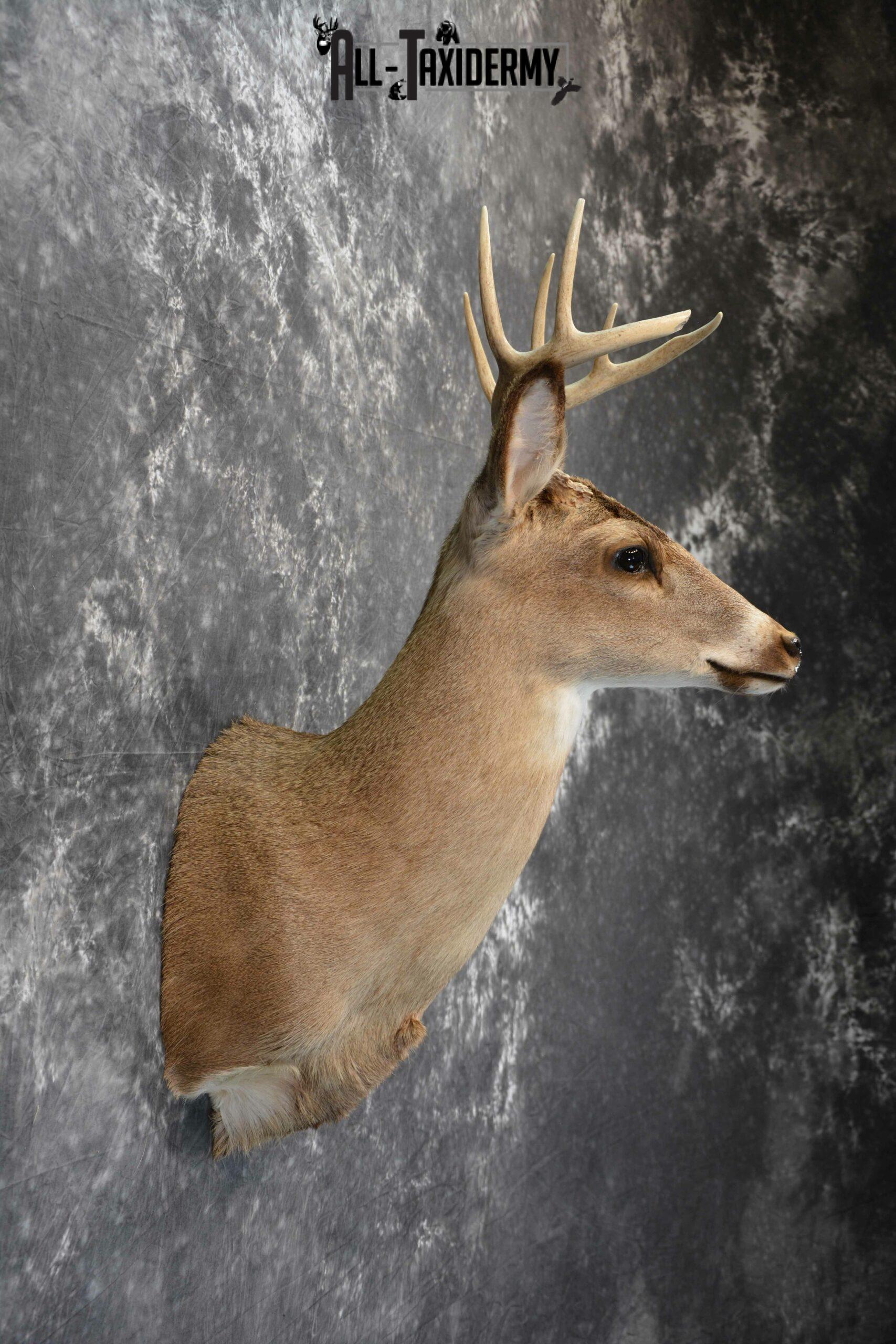 Whitetail Deer Taxidermy for Sale SKU 1029 - Image 7