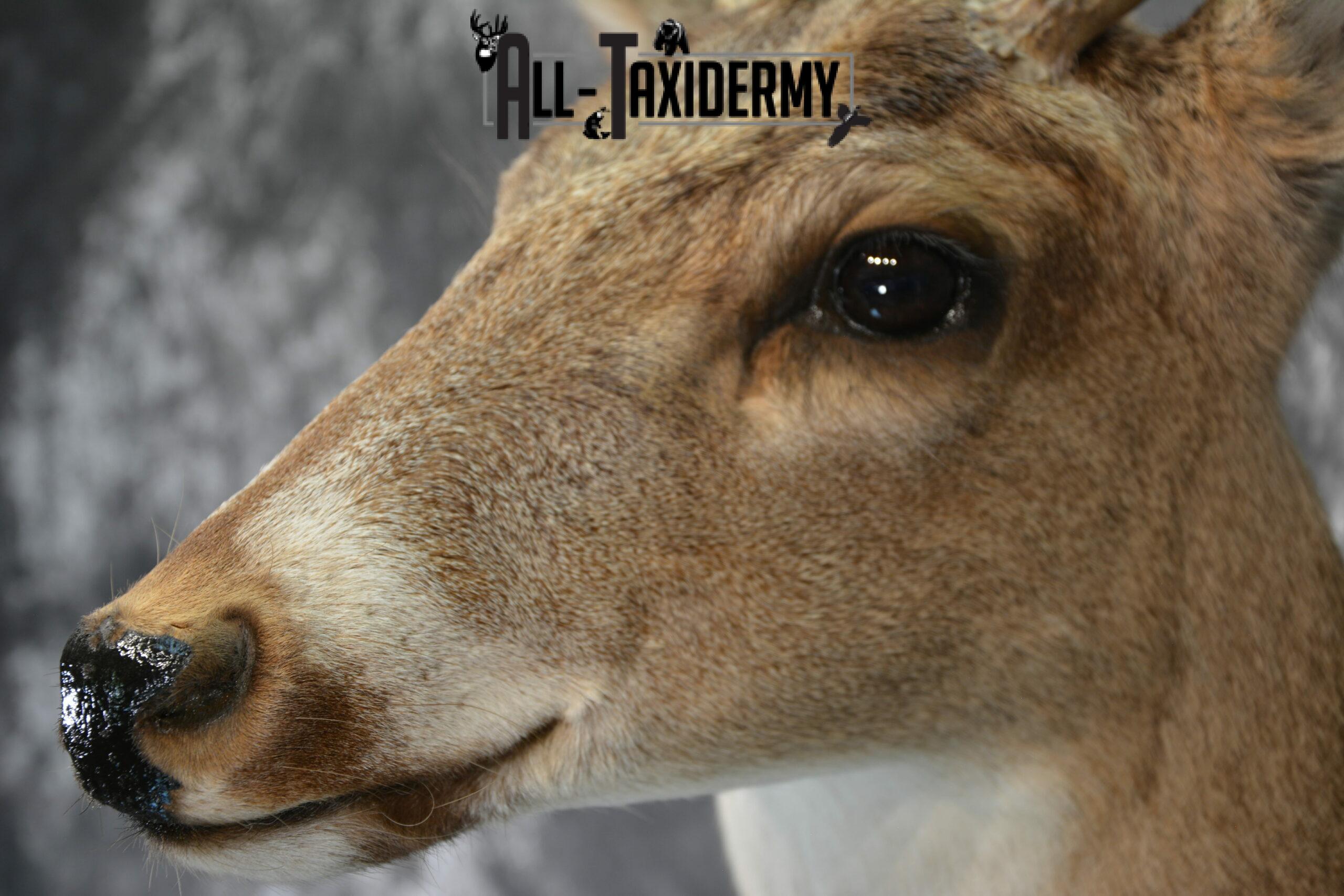 Whitetail Deer Taxidermy for Sale SKU 1029 - Image 8