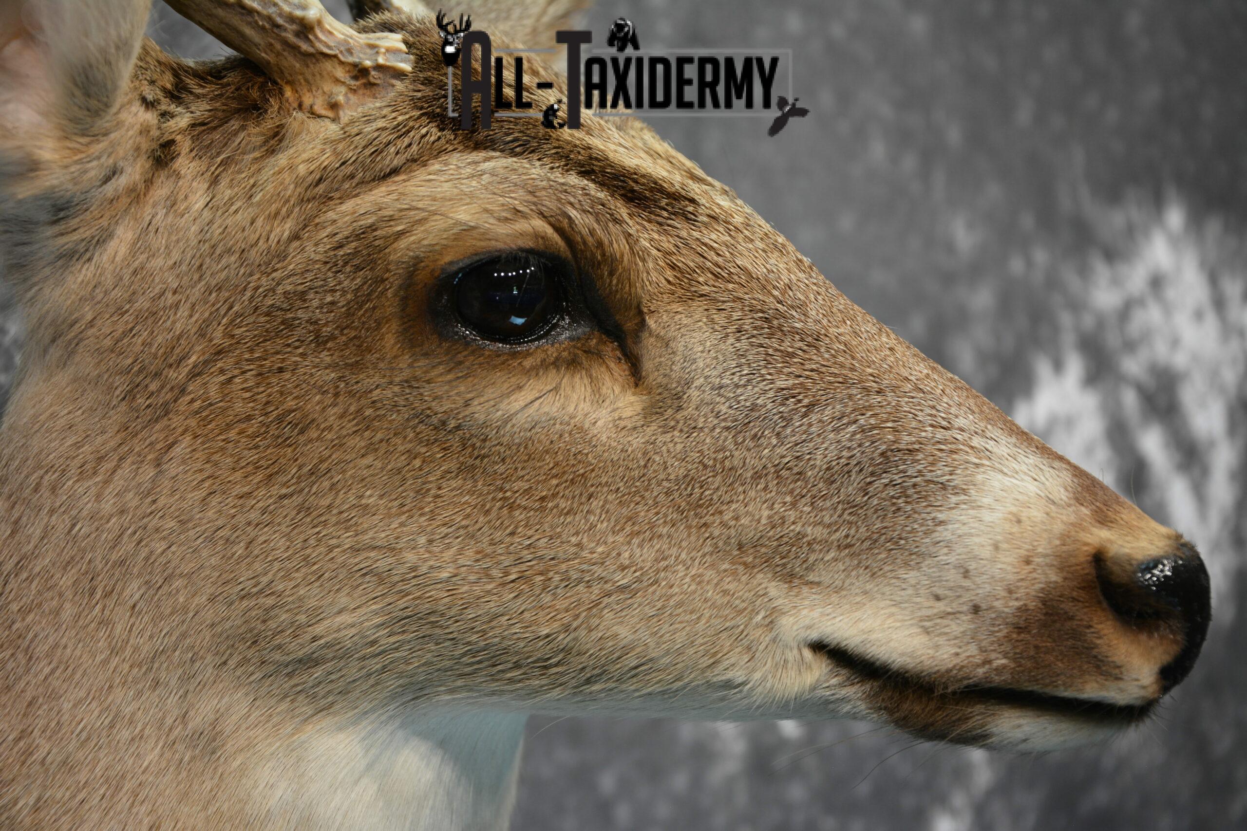 Whitetail Deer Taxidermy for Sale SKU 1030 - Image 9