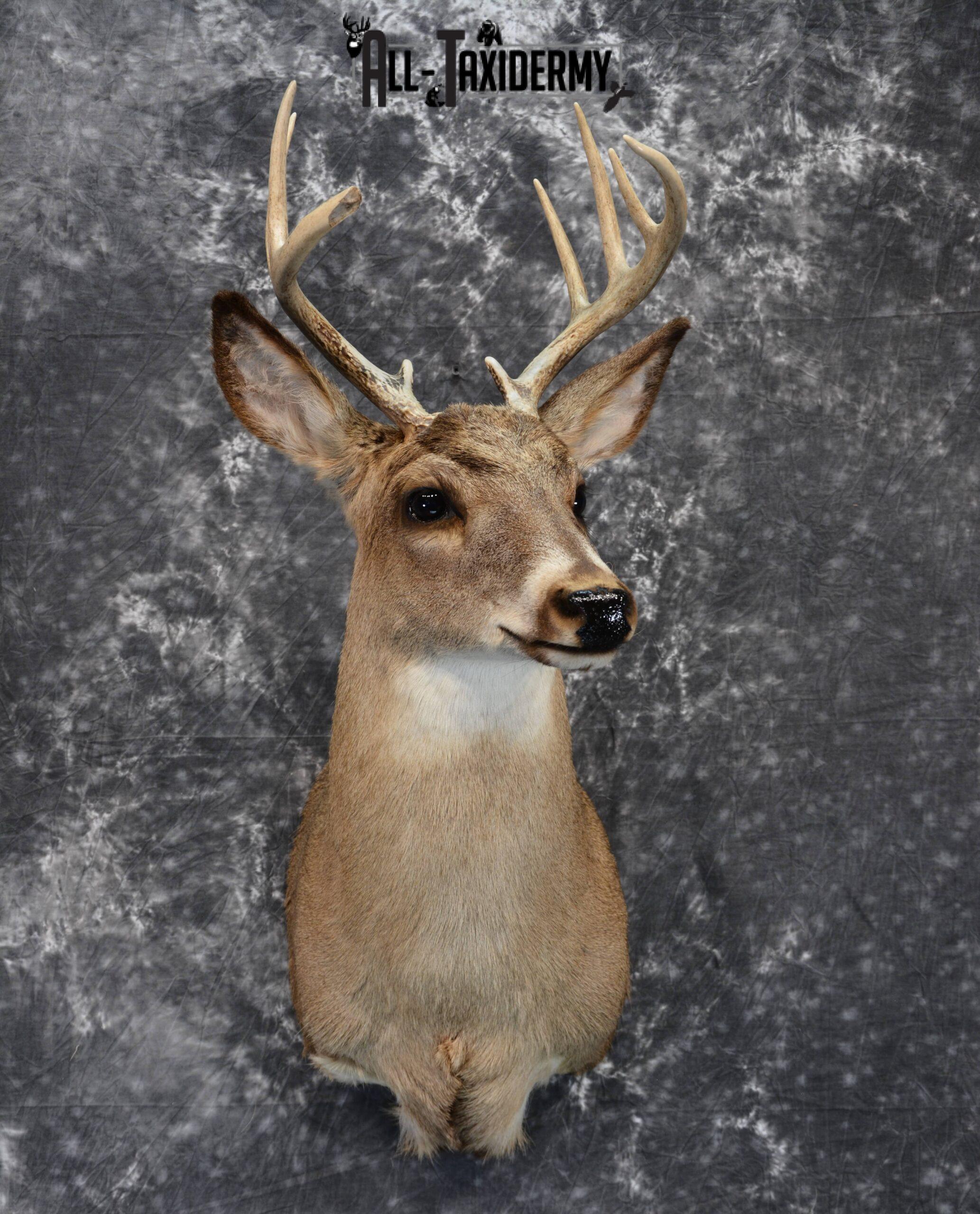 whitetail deer head mounts