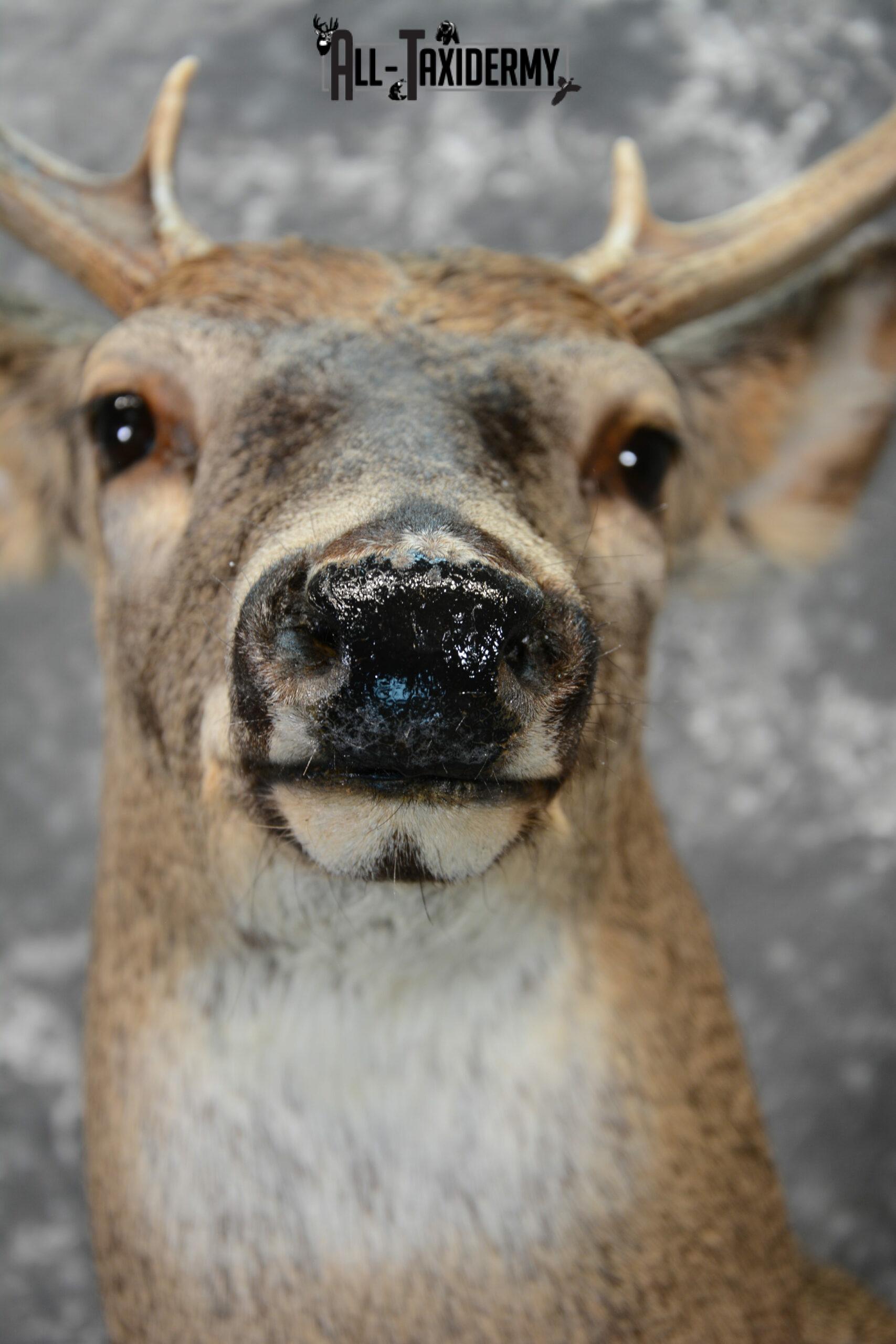 whitetail deer mounts