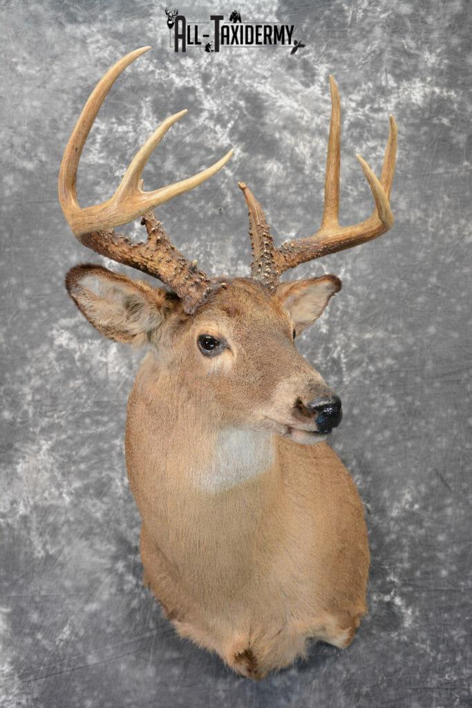 Whitetail Deer Taxidermy Mount for Sale SKU 1090 - All Taxidermy