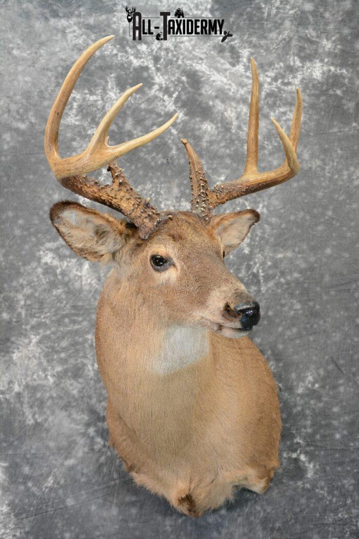 whitetail deer mounts