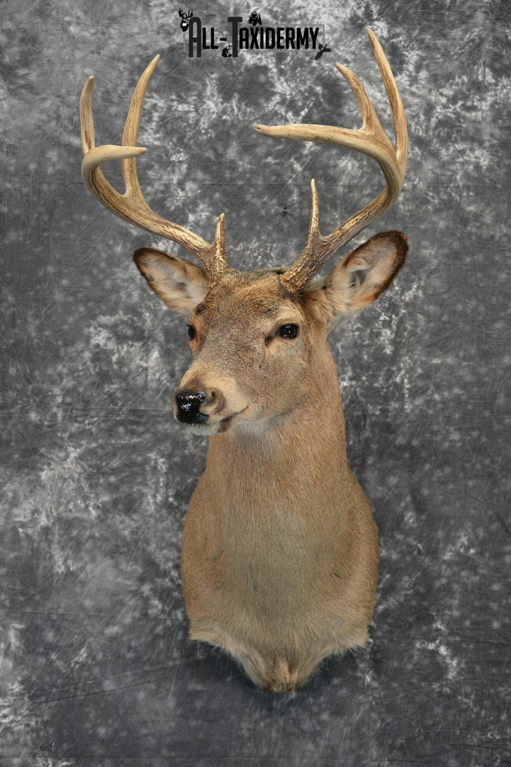 Whitetail Deer Taxidermy for Sale SKU 1028 - Image 3
