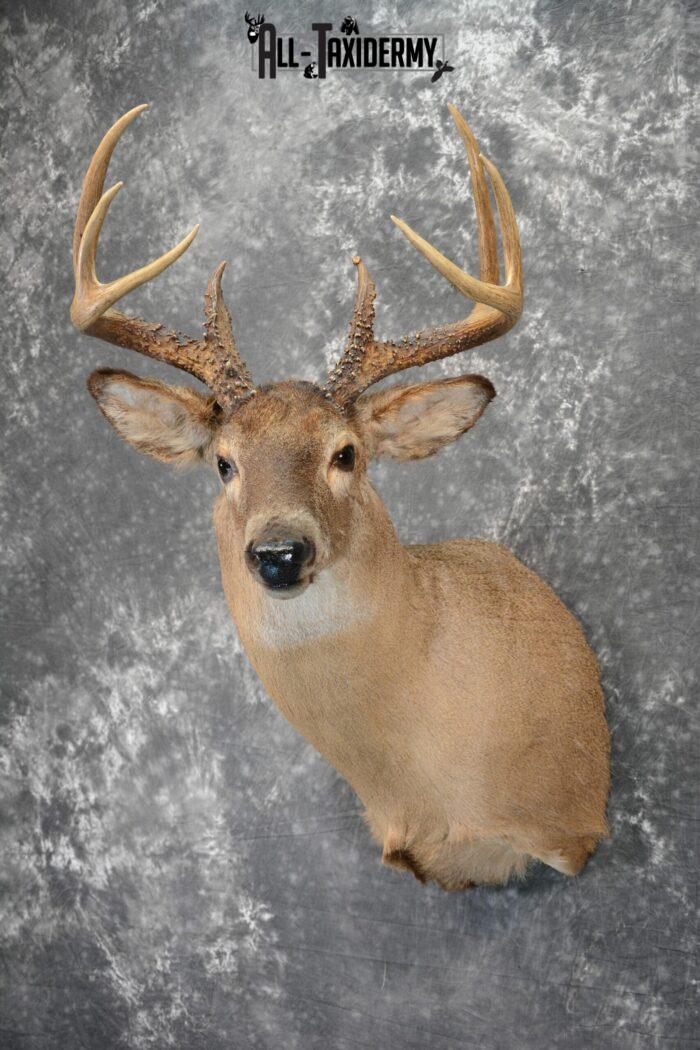 Whitetail Deer Taxidermy Mount for Sale SKU 1090